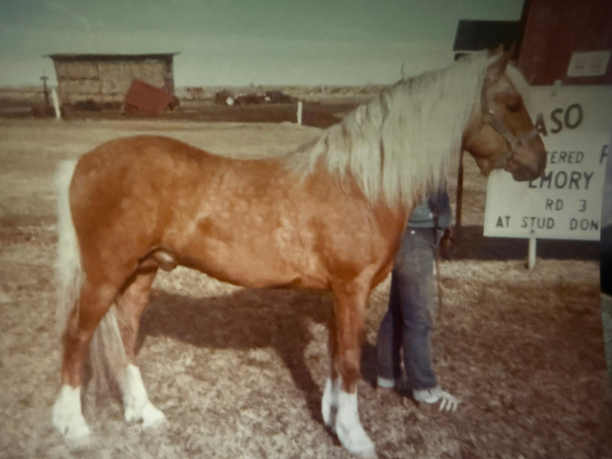 Sombrelito Z horse ancestry and history shared