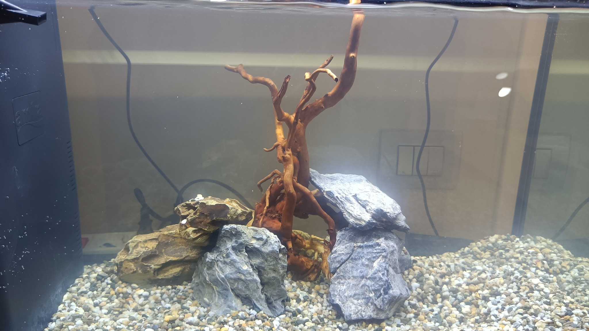 Acquario e Acquariofilia | Buonasera a tutti | Facebook
