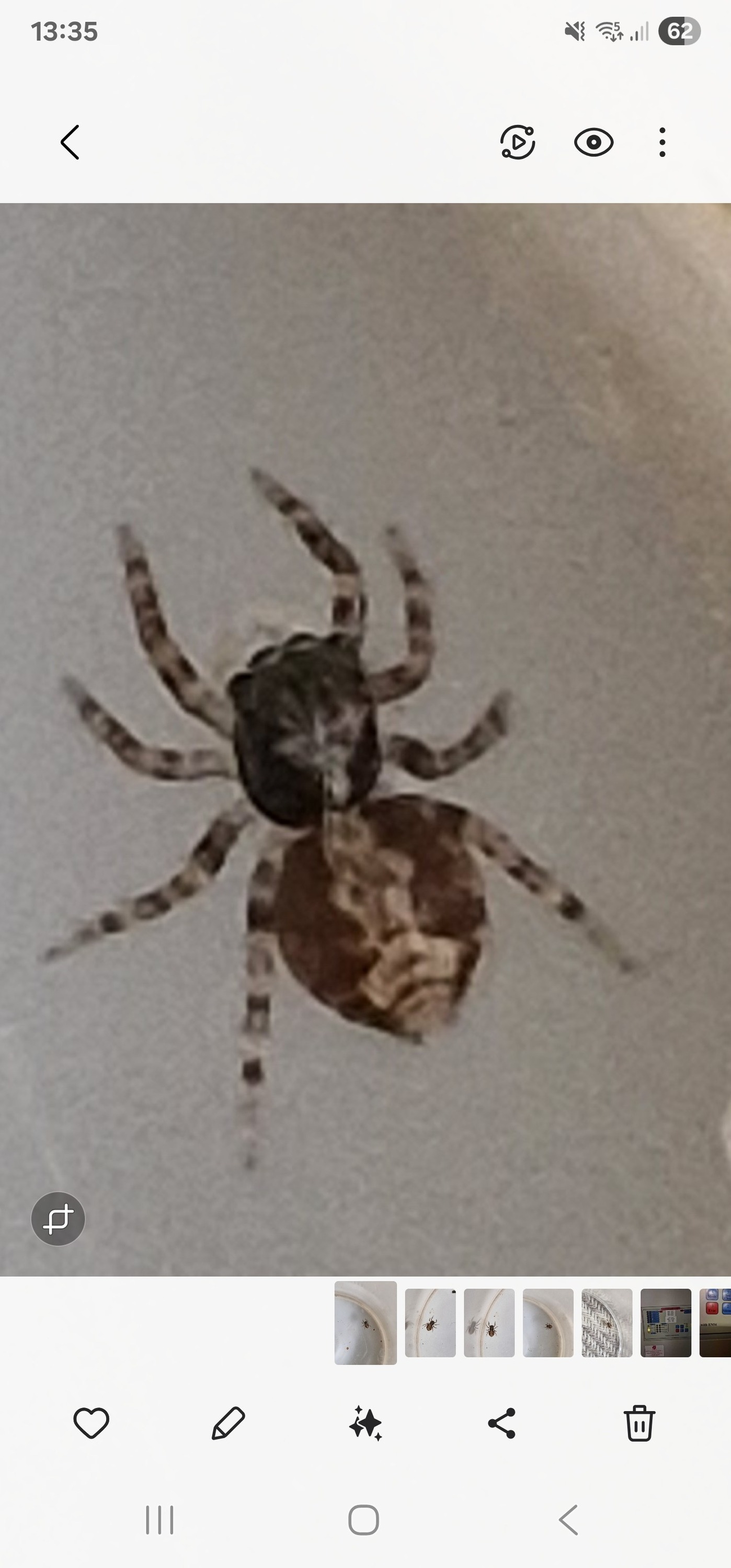 Spider identification in Sussex County, 2 inches long