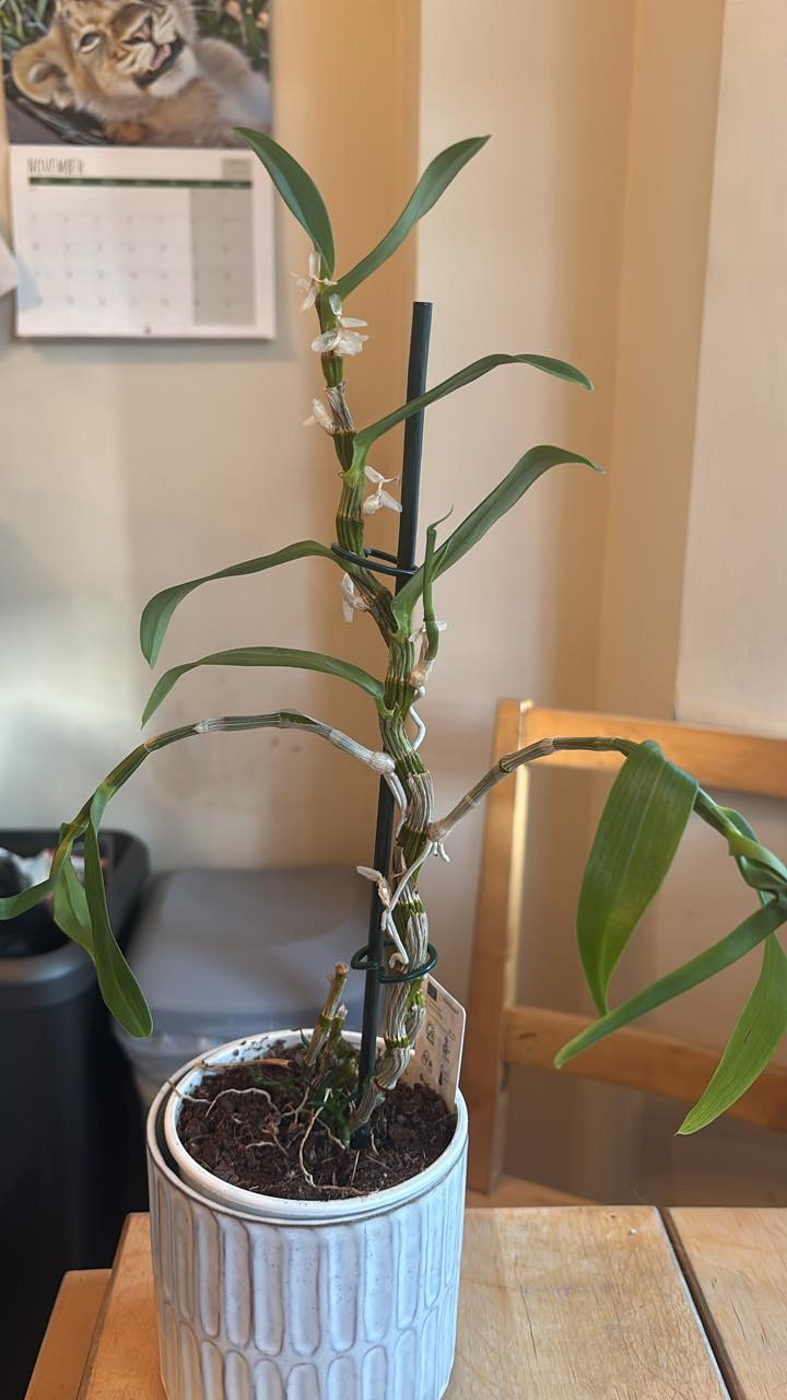 Dendrobium orchid care for winter dormancy
