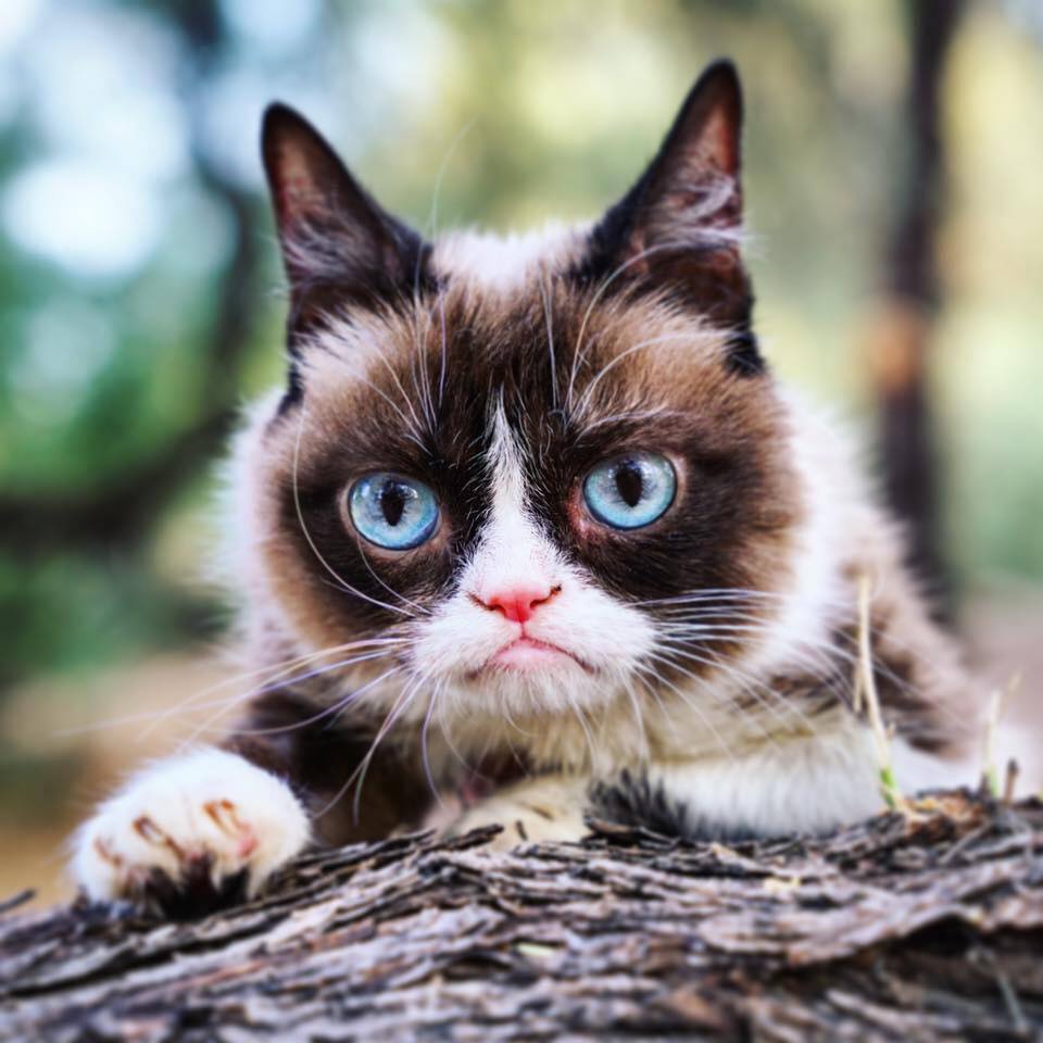 ABC Adelaide - R.I.P. Grumpy Cat 😔 The internet sensation has died ...