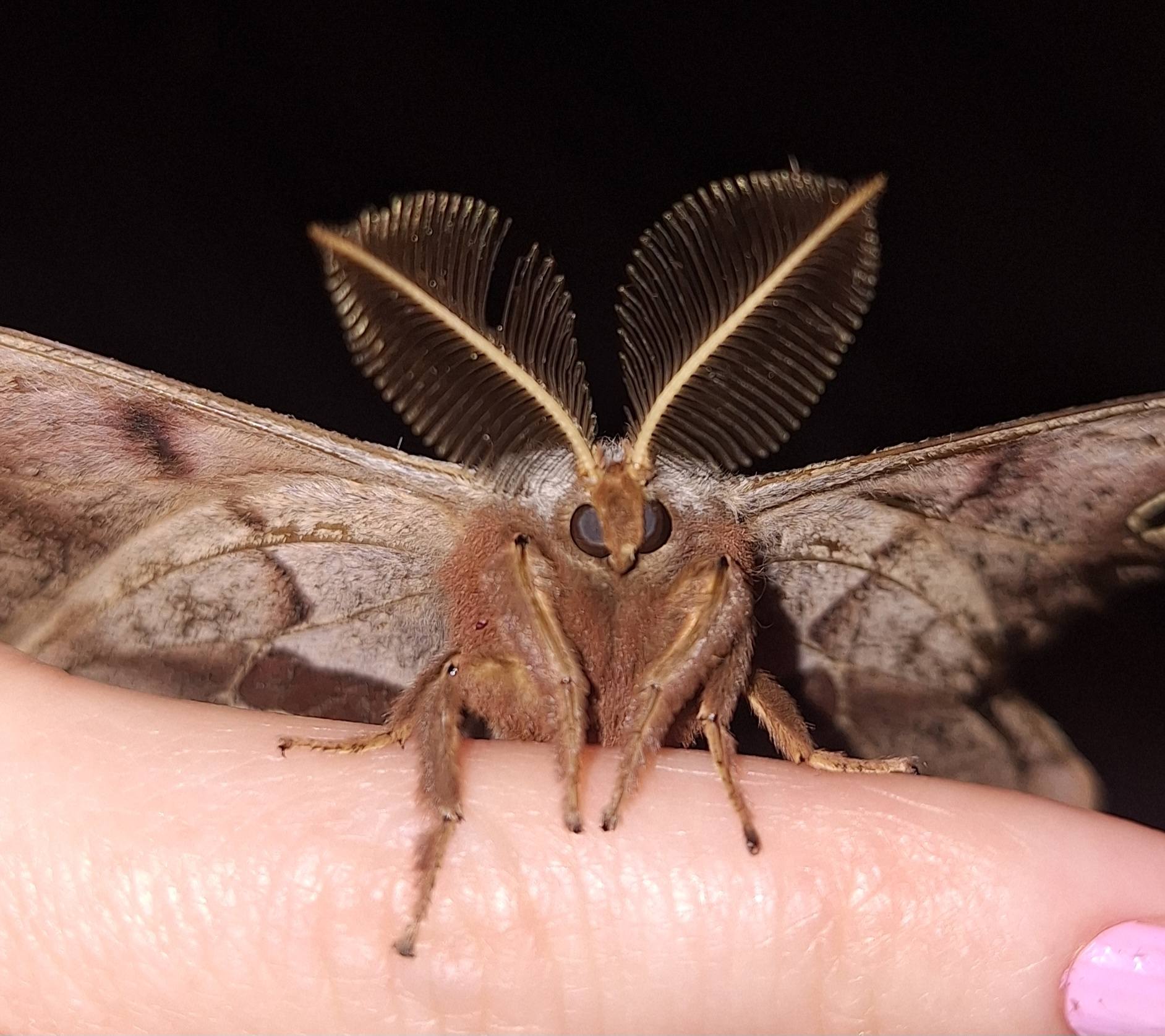 Maine Insects | Meet Mr. Chip P Phemus | Facebook