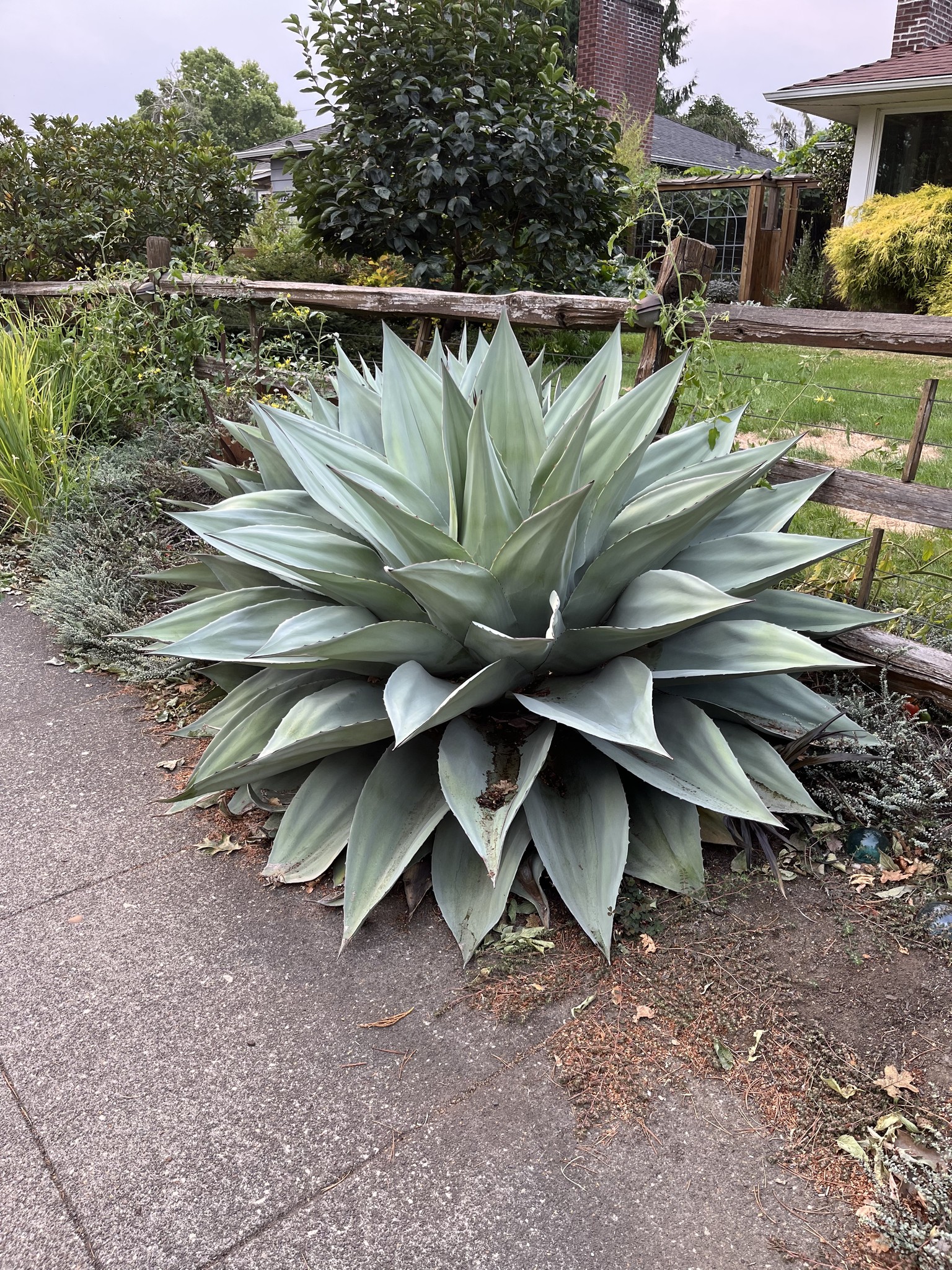 Growing agave oteroi from seeds in Japan