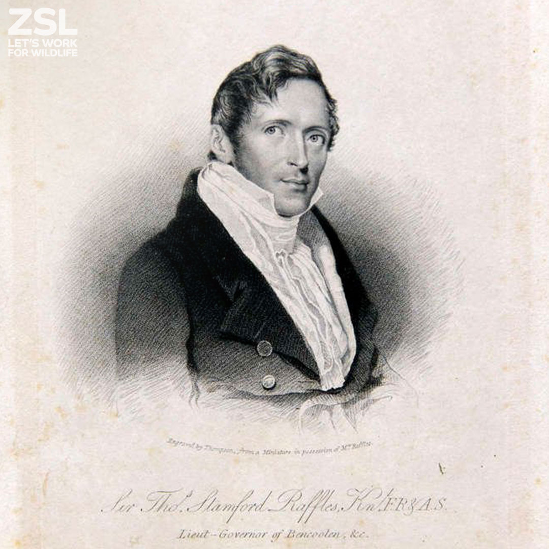 ZSL - Today marks the birthday of our founder, Sir Stamford Raffles ...