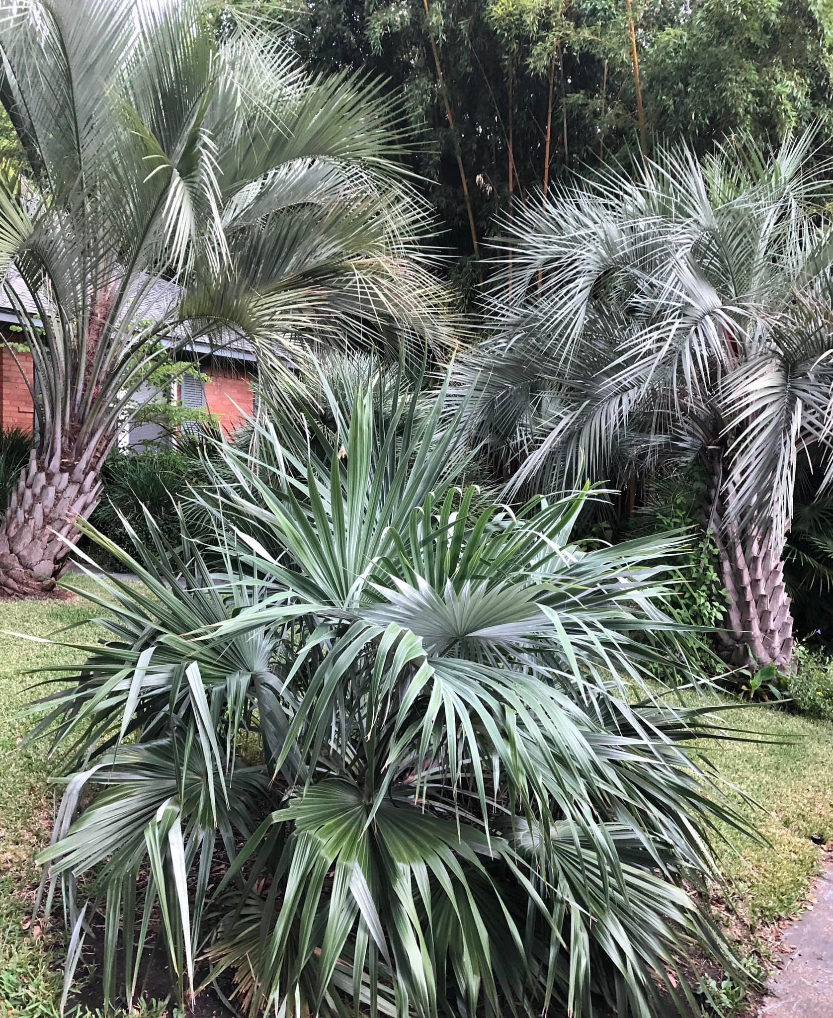 Brahea moorei palm trees survival in Dallas after freezes