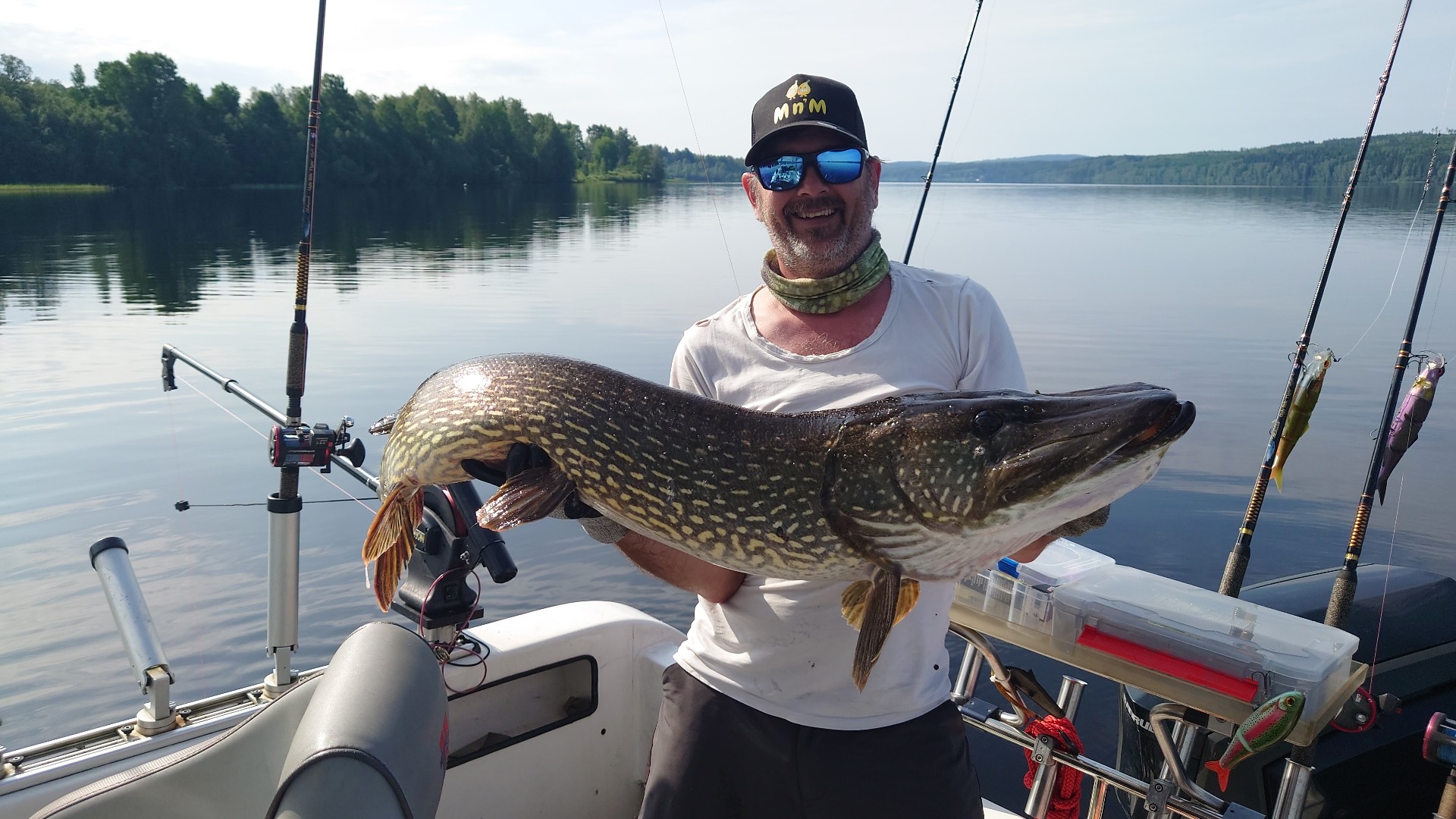 Monster northern pike from Sweden, 49.6 inches (126 cm), approx