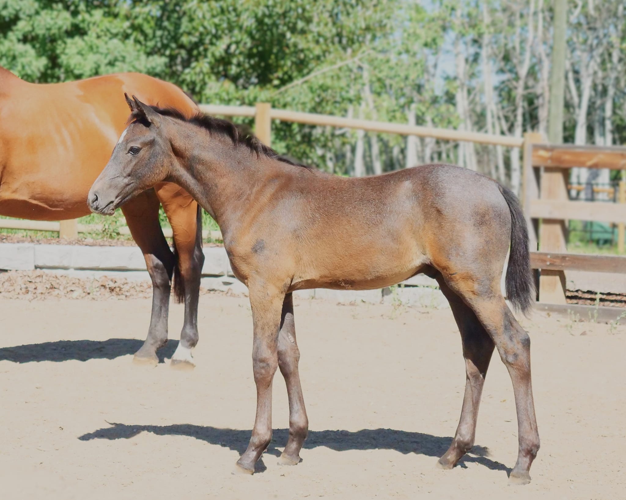 Darling grey colt by Ulmar Mail from an impressive sport family