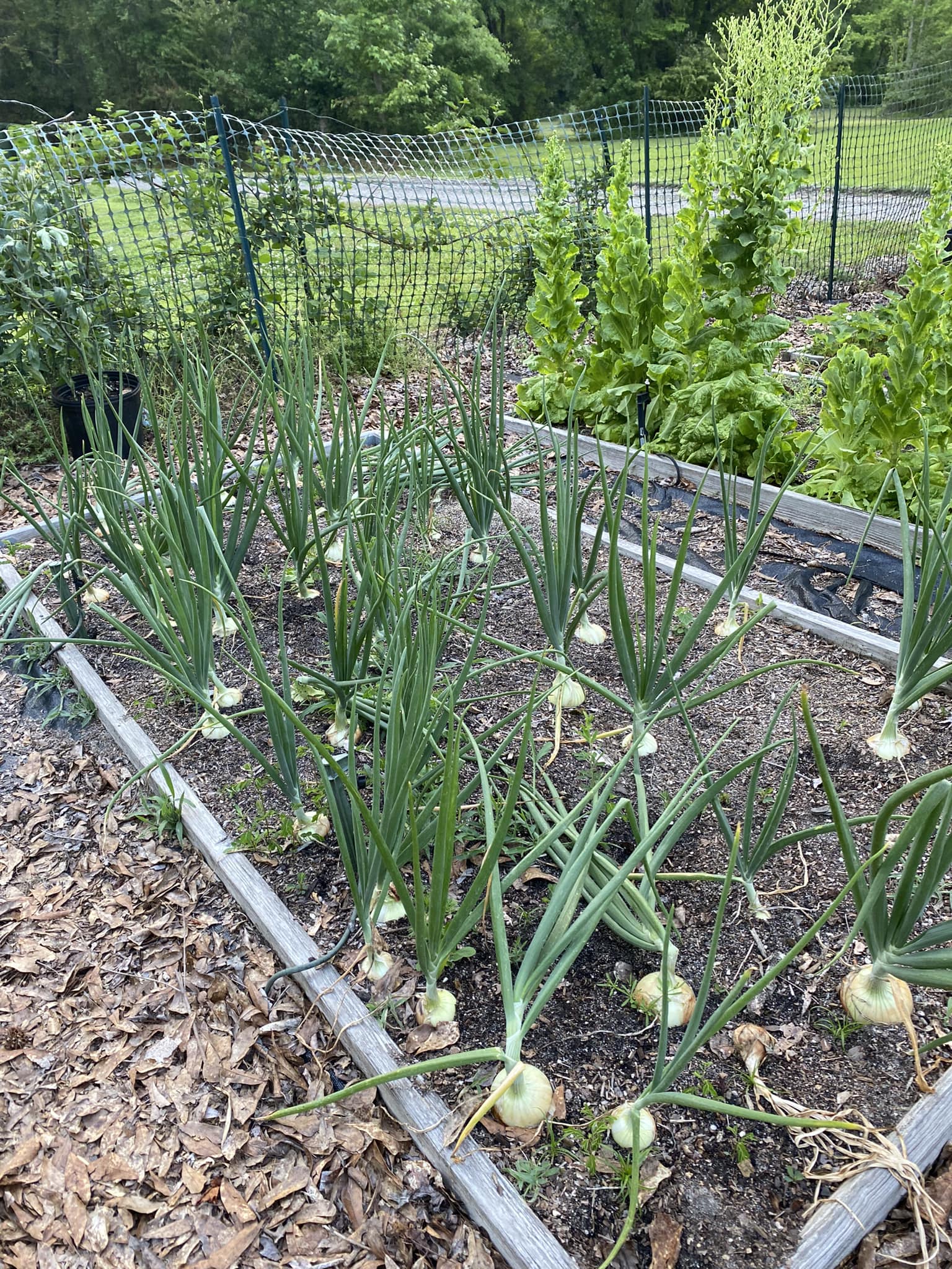 Drying onions on back porch after harvest