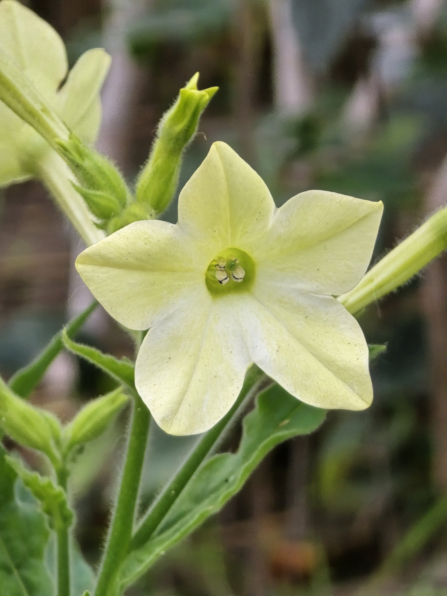 ROOPNARINE - Random flowers in toronto canada OCT 29/2025 #birds # ...