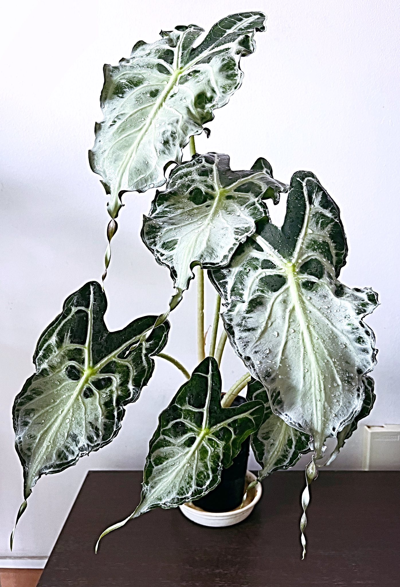 Low-maintenance Alocasia Venom plant care