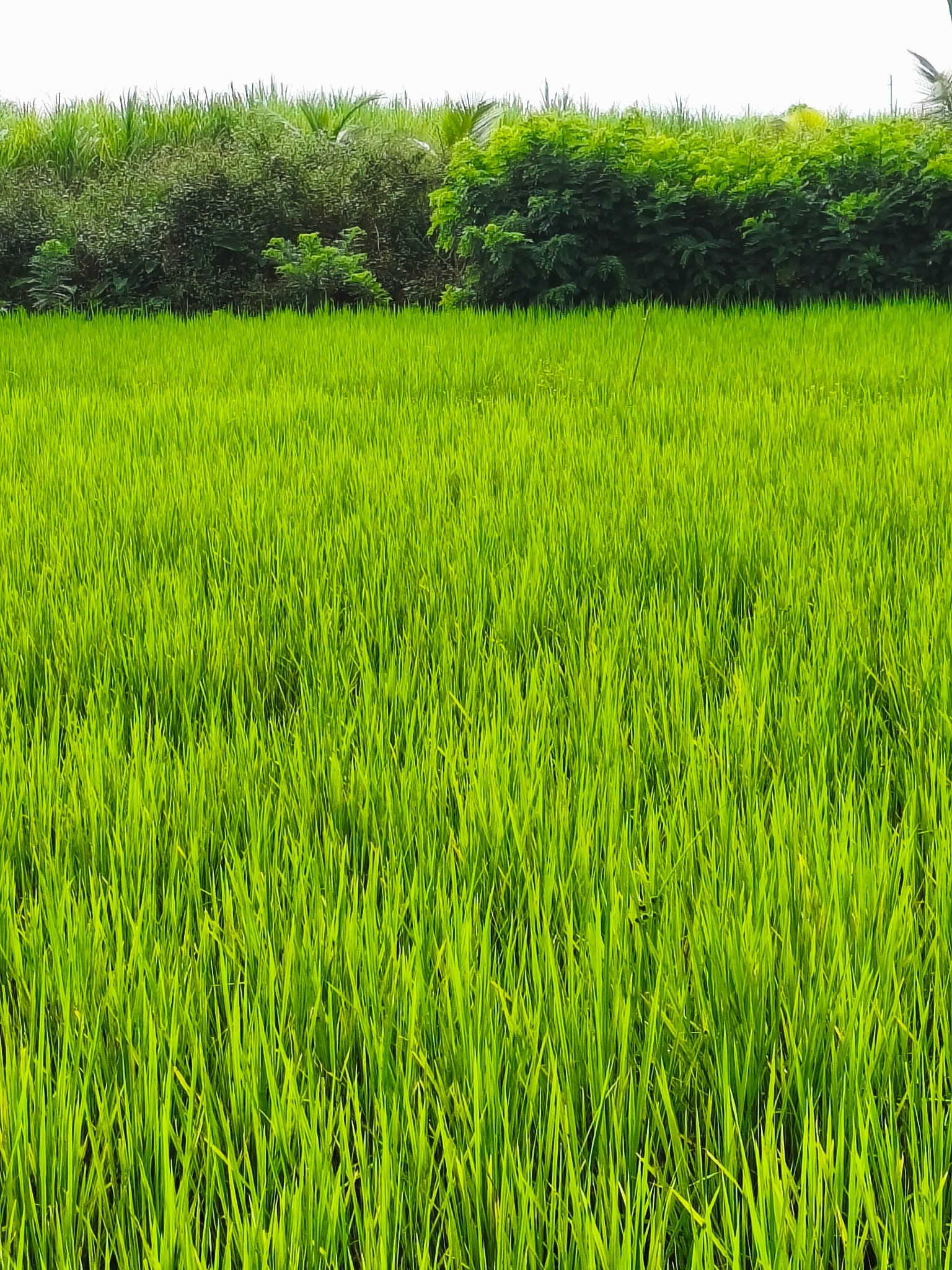Save our Rice Campaign - India