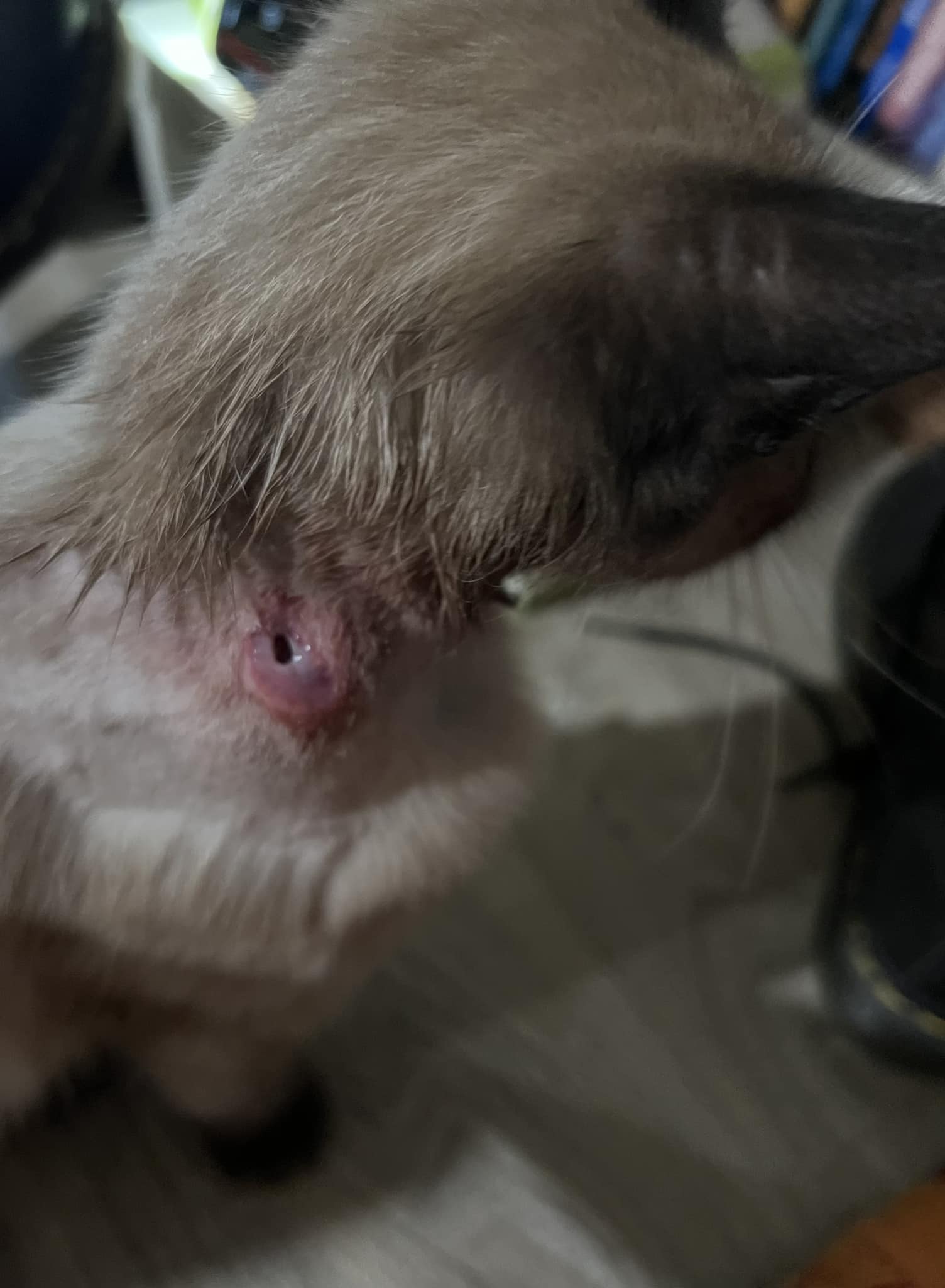 fda warning peptides compounding bpc-157 advisers narrowly vote to add 6 to a drug list. What's next? Hurricane AOD-9604 5mg UK | Size:1 Fl Oz. 500mcg/mL For Cats and Dogs