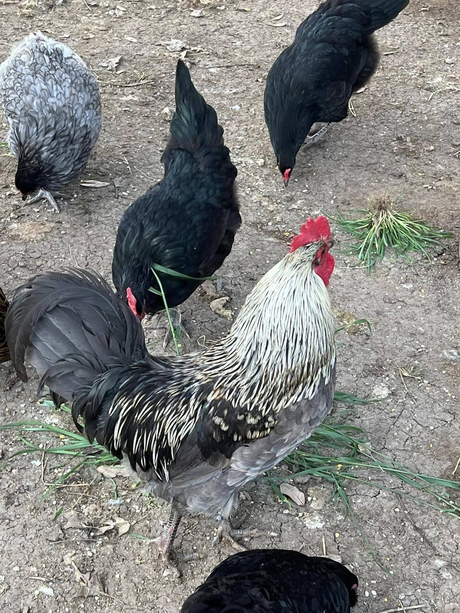 20 X UOVA fertili AUSTRALORP PURA RAZZA BLU E NERA gallina ovaiola ornamentale EUR 58,00 - IT