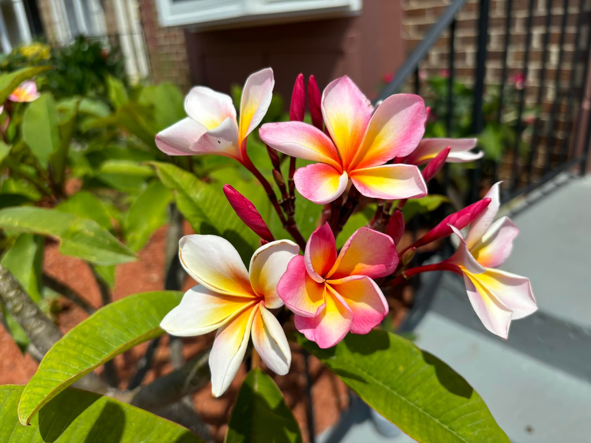 7-year-old plumeria plant thrives in Alexandria, Virginia