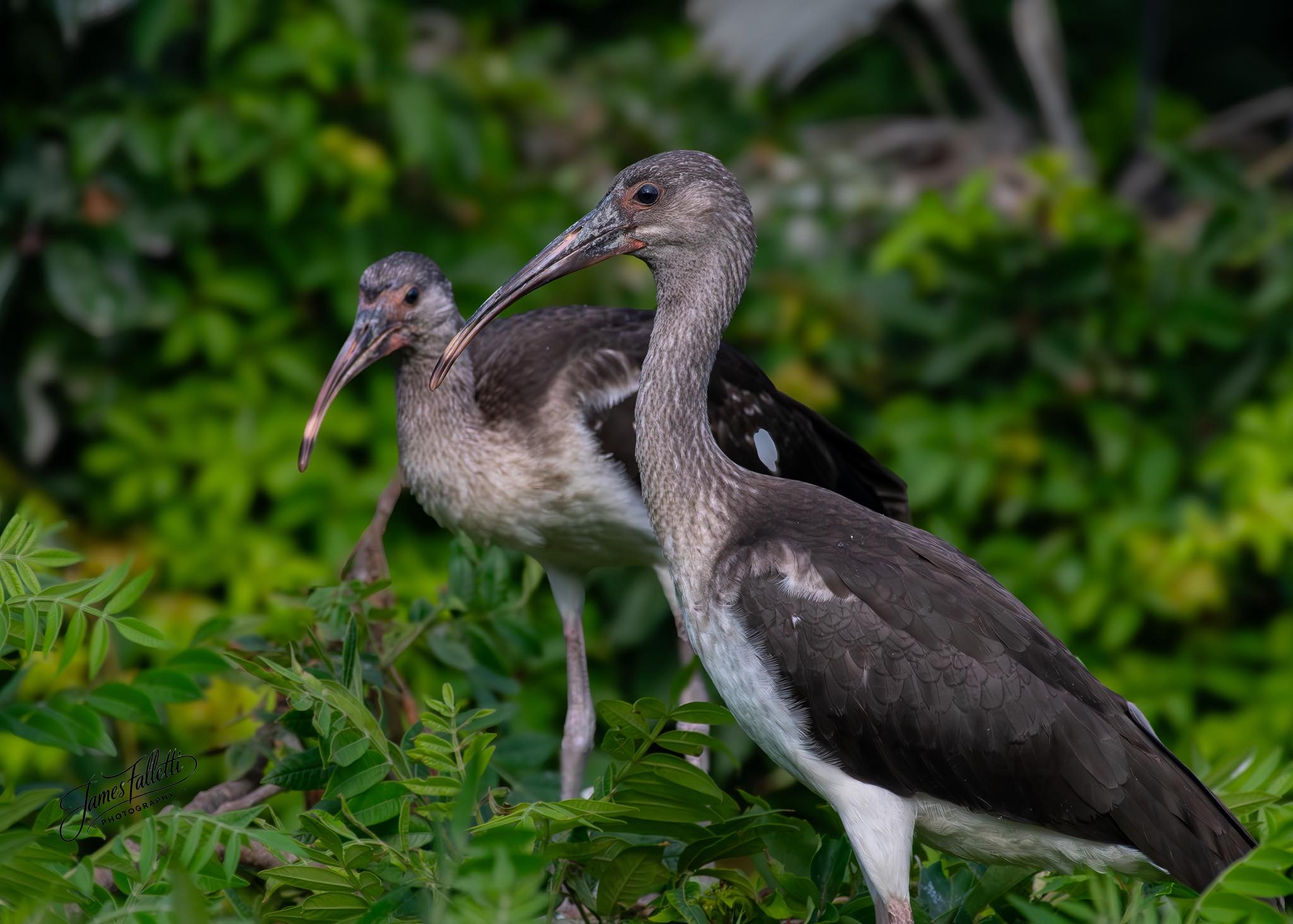 One of my all time favorite clicks of a White Ibis Ocean City, NJ