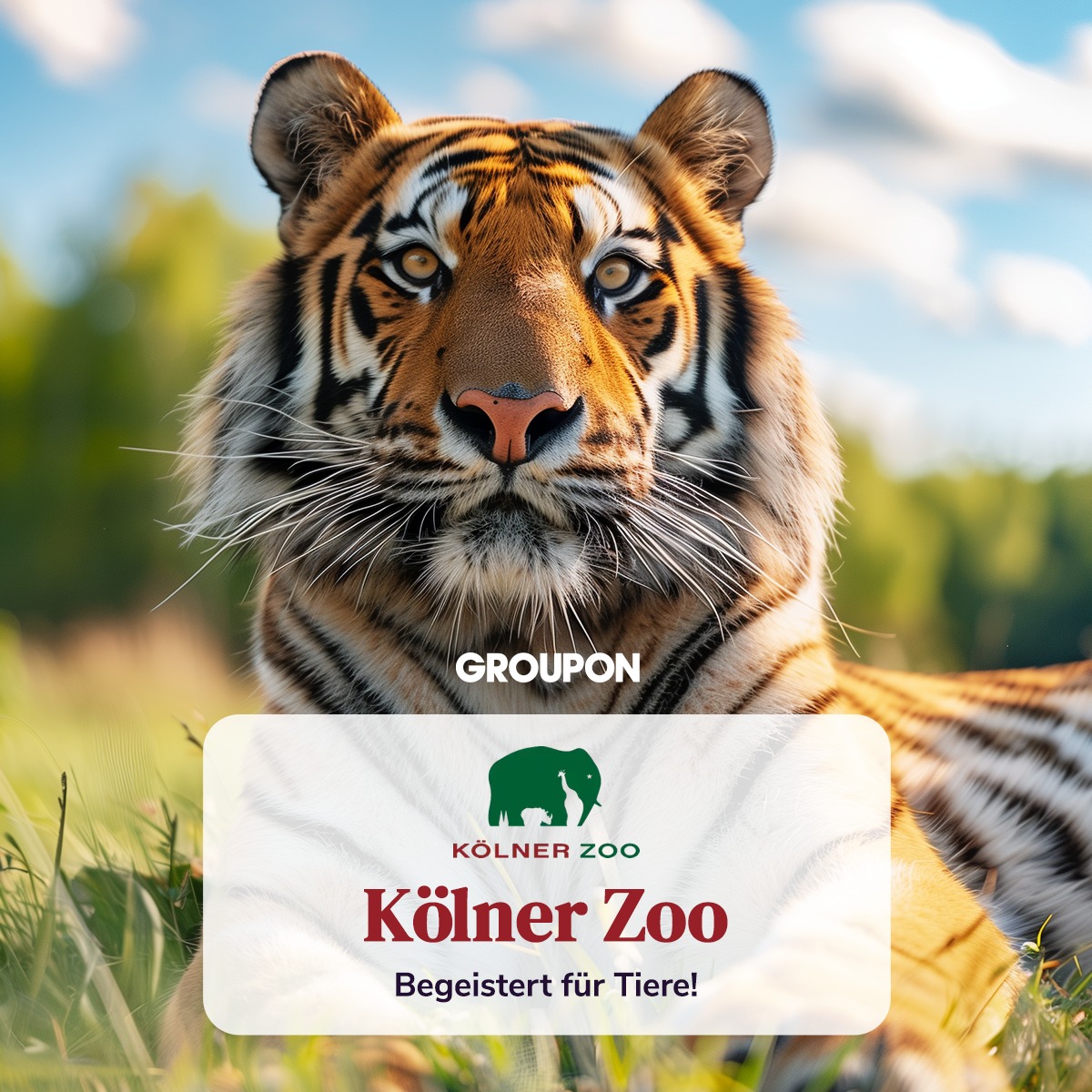 Spannende Zoo Koln Groupon Ebenbild
