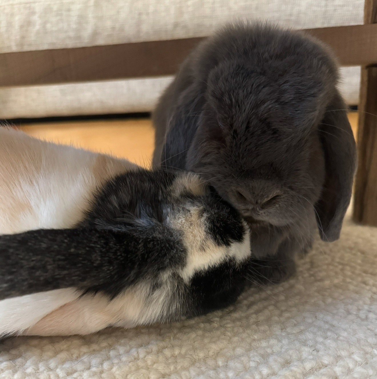 Hug-a-Bunny Rabbit Rescue | Waldwick NJ