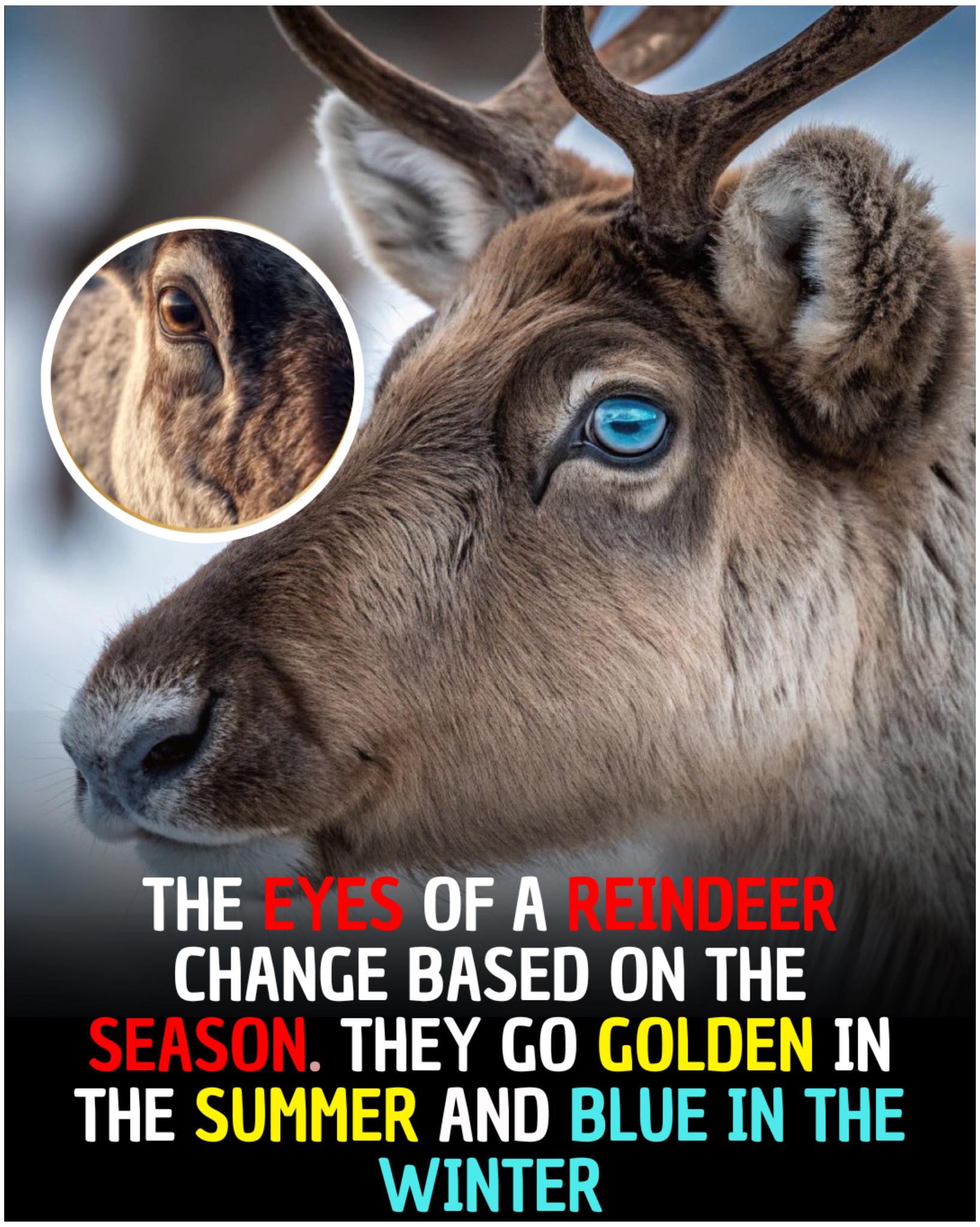 Sophia - The Color-Changing Eyes of Reindeer 👀 ️ Reindeer have a hidden ...