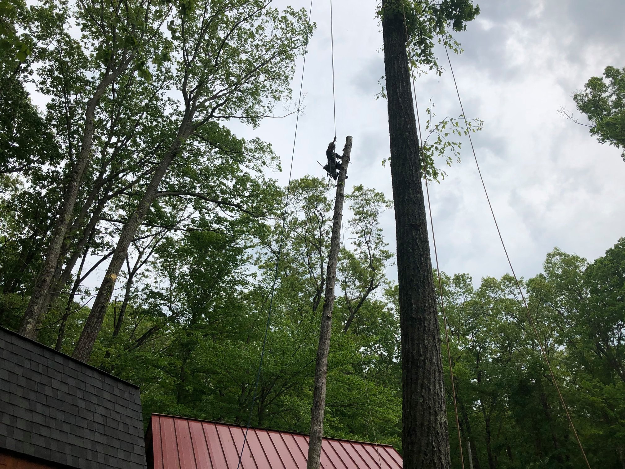 Sullivan Tree and... - Sullivan Tree and Landscape, LLC.