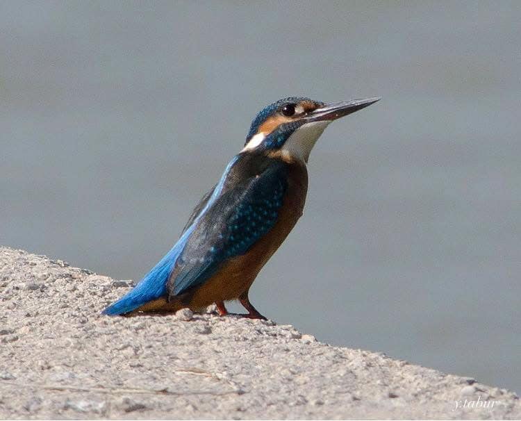 TRAKUS | YALIÇAPKINI Common Kingfisher Alcedo atthis Boğaçayı-ANTALYA ...