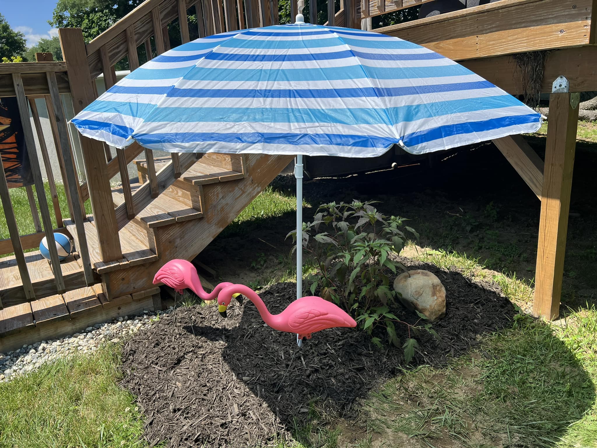 hibiscus patio umbrella 'Brilliant' Tree - Brilliant Hibiscus Add it to your deck or give a bright new look to your patio with the addition of its lovely red color and effective shade protection [100 PCS] Hibiscus Drink Umbrellas