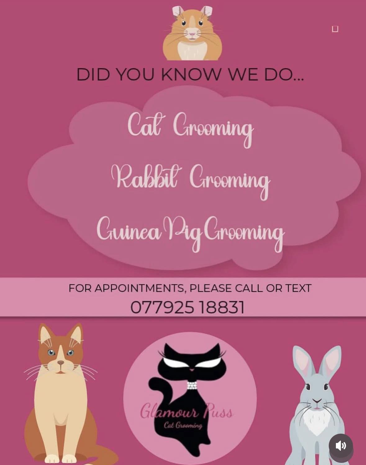 Kentish Town | 1:1 Cat grooming - no dogs allowed in the salon 😸 | Facebook
