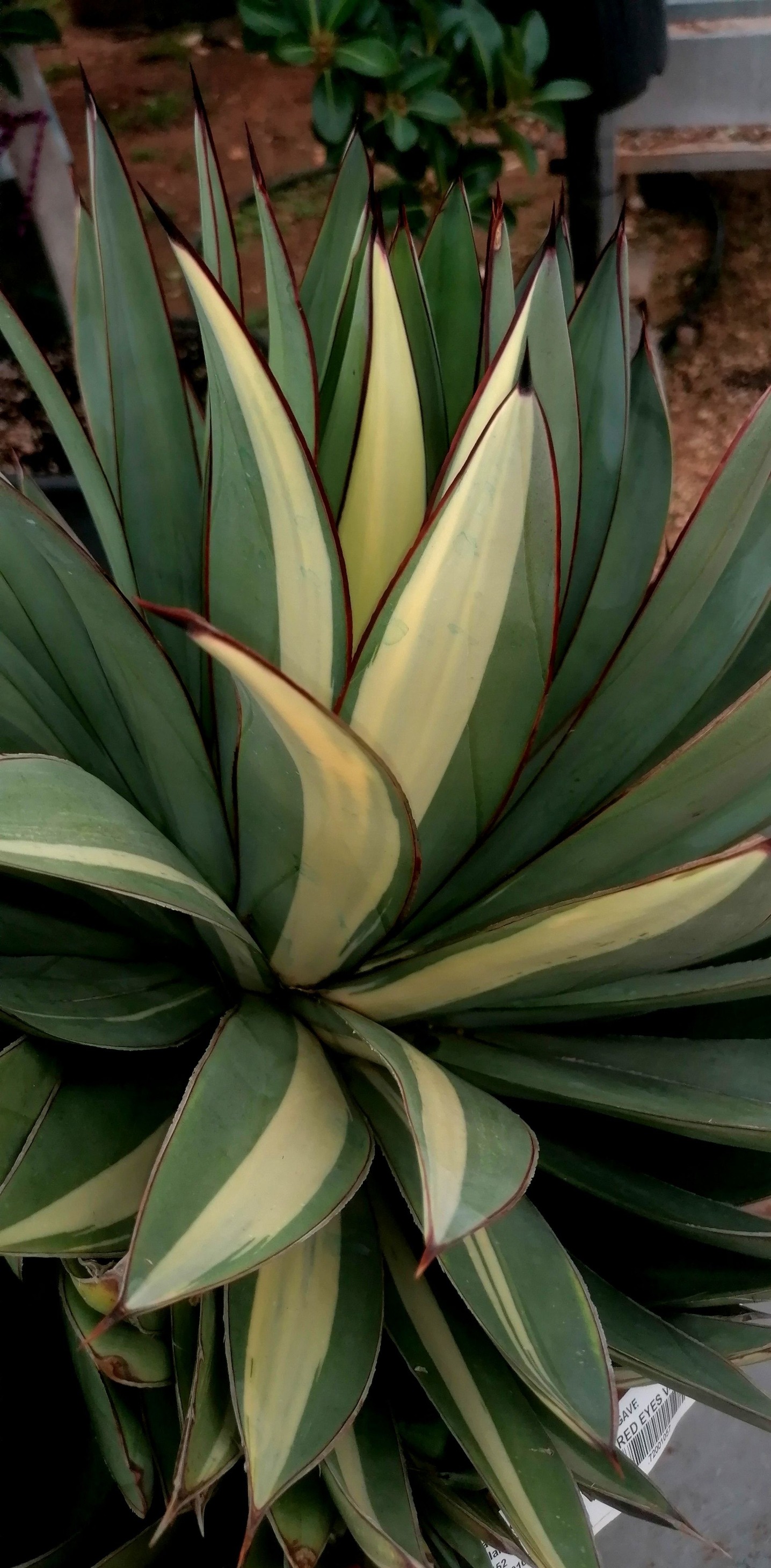 観葉植物 Agave 'Burnt Burgundy' f.variegata 299