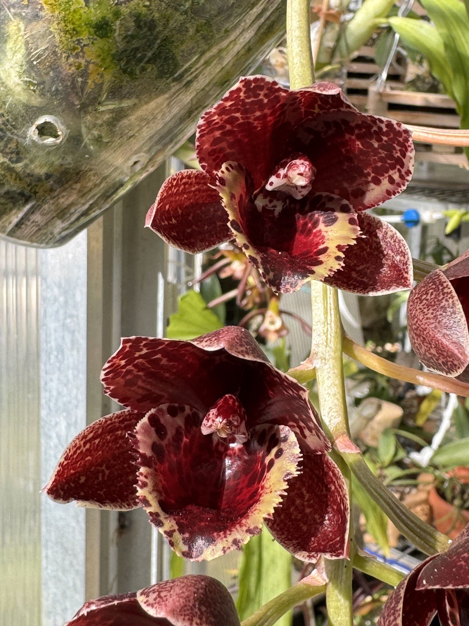 Fredclarkeara After Dark 'Sunset Valley Orchids' FCC/AOS An other