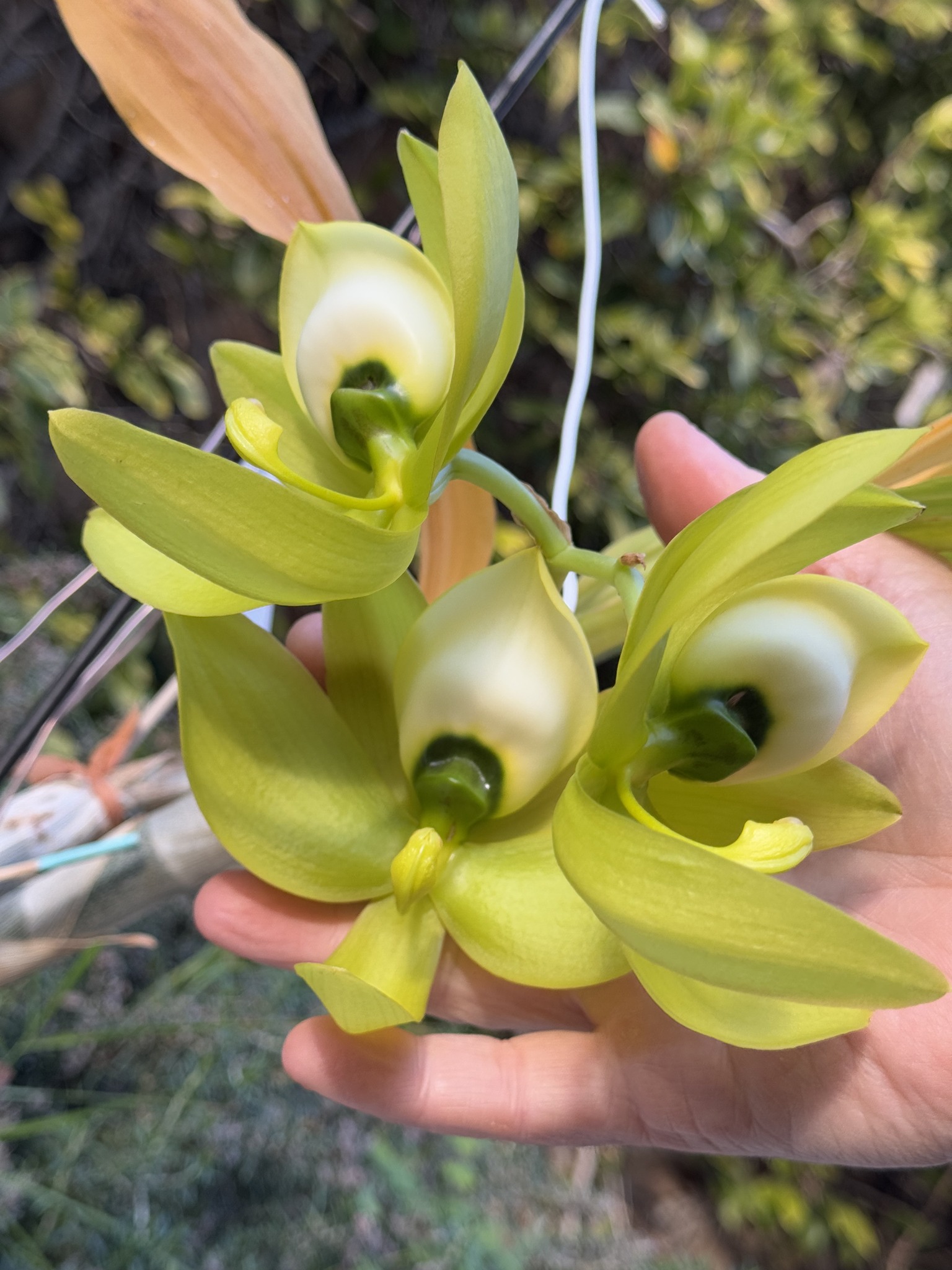 Cycnoches Mass Confusion** (chlorochilon 'Giant Swan' x