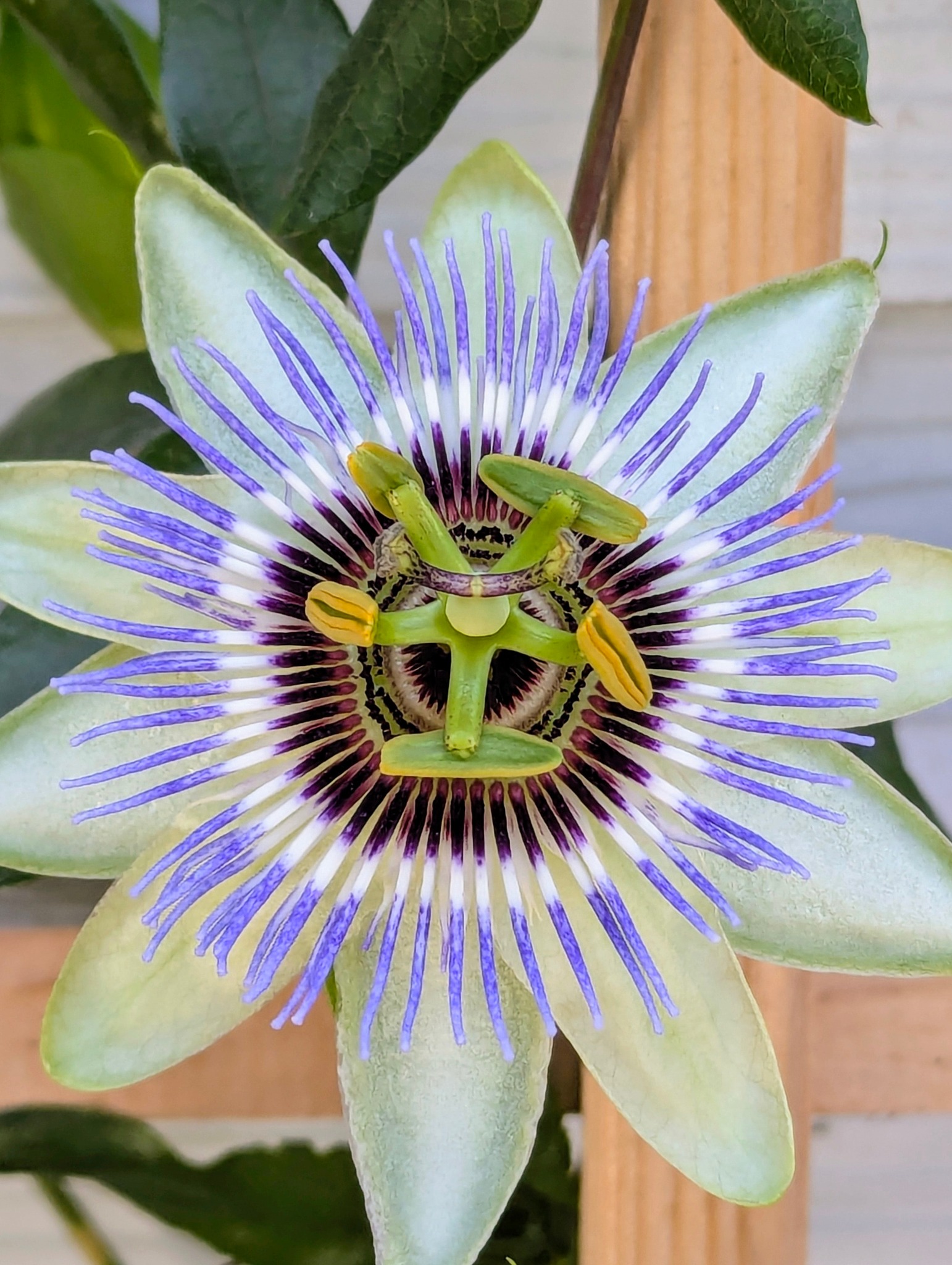 Rien - Fibonacci in action. I'm always trying to verify whether the ...