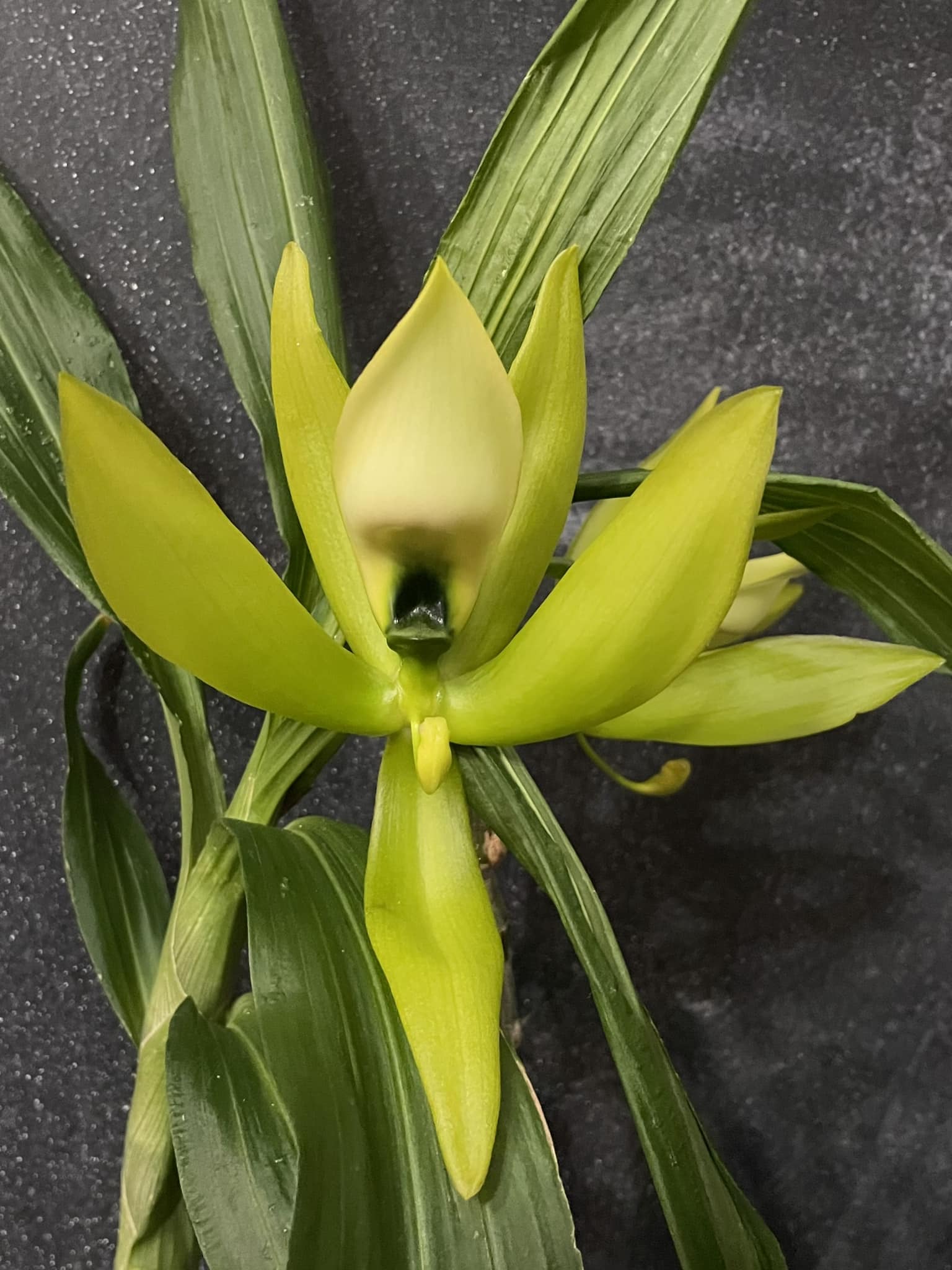 Cycnoches Mass Confusion** (chlorochilon 'Giant Swan' x
