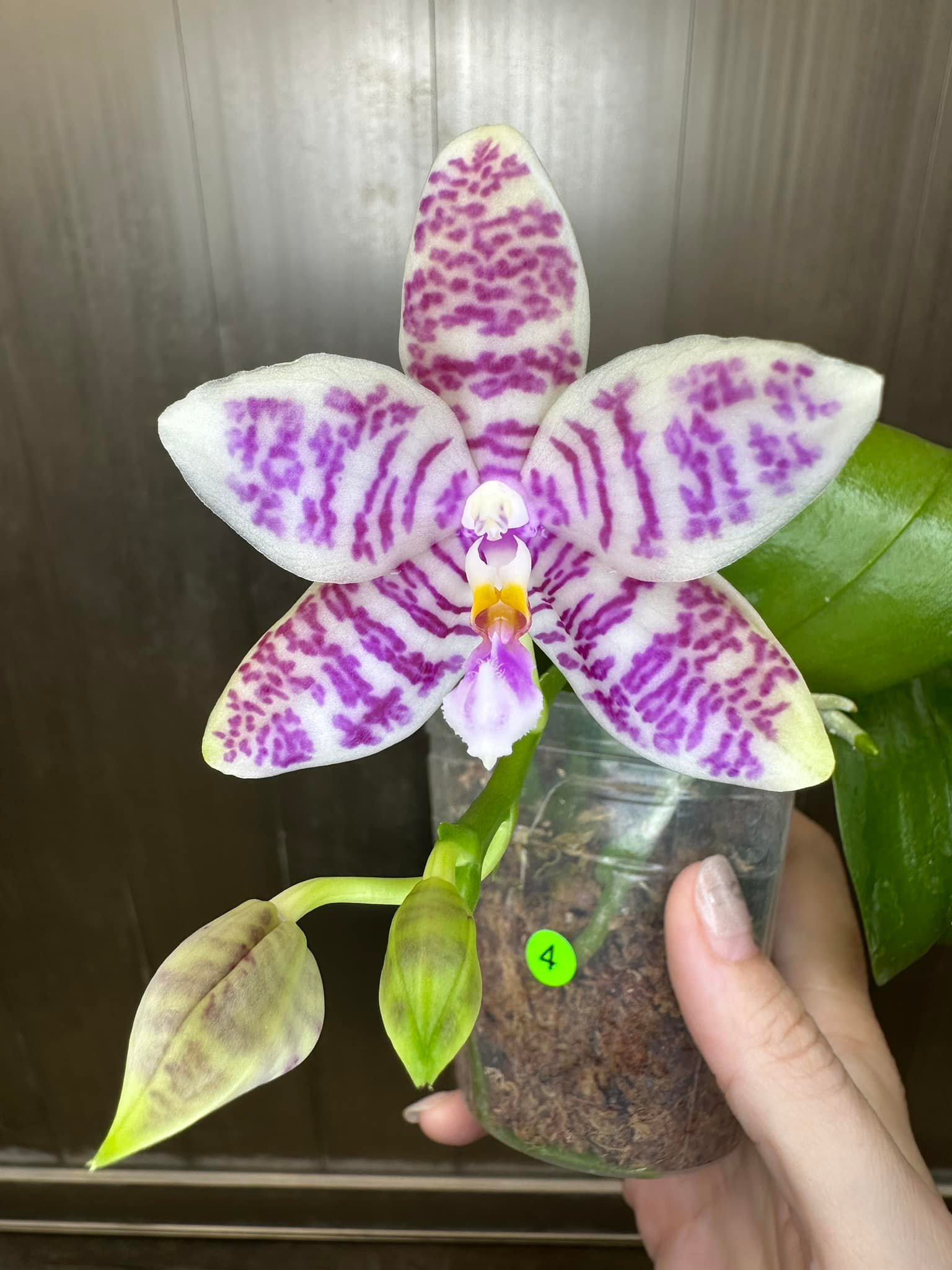 胡蝶蘭Jamboree Blossom x Liou Blue Parrot 432) Phal. Jamboree