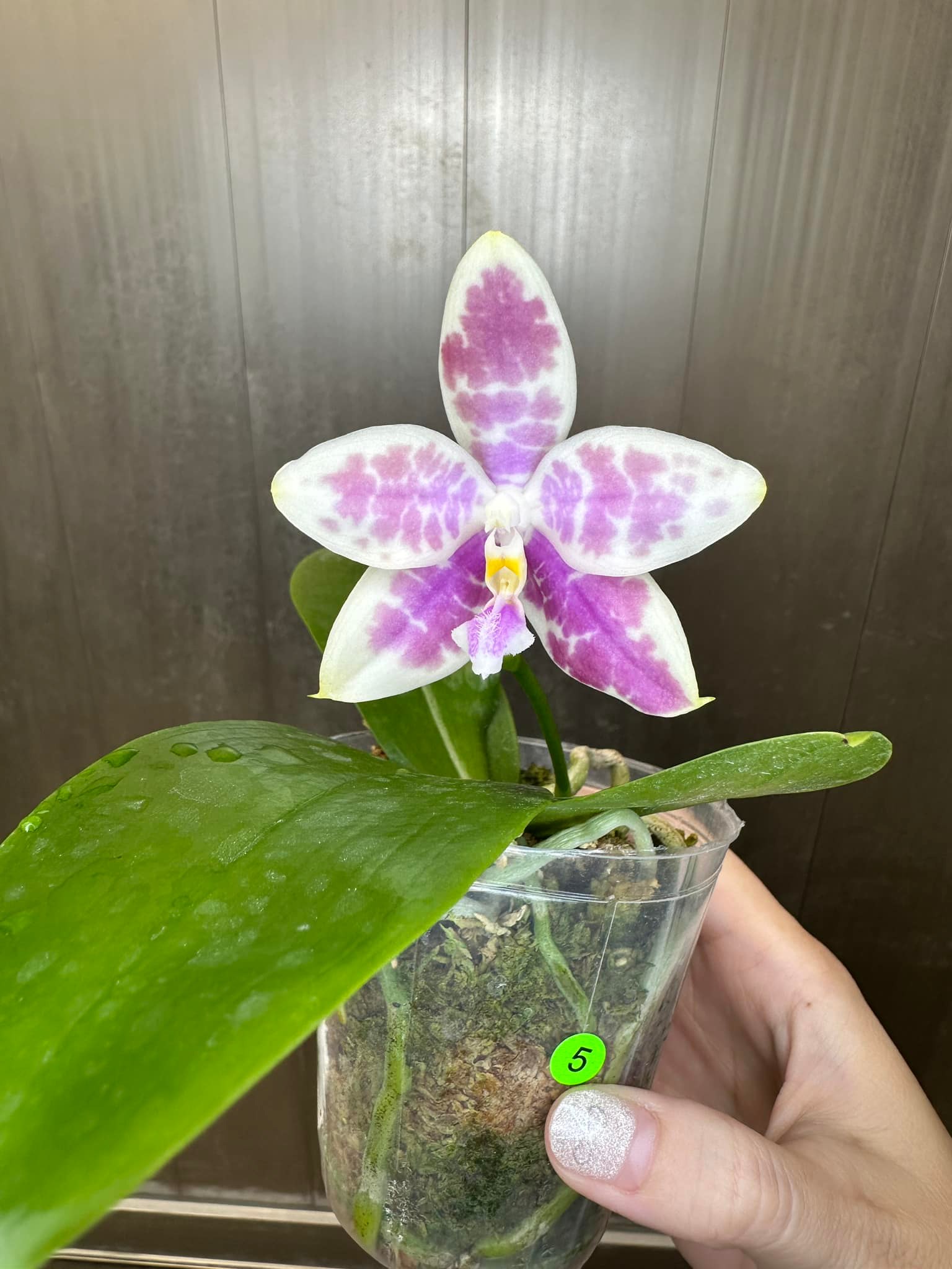 Phal. Jamboree Blossom x Phal. Lioulin Blue Parrot