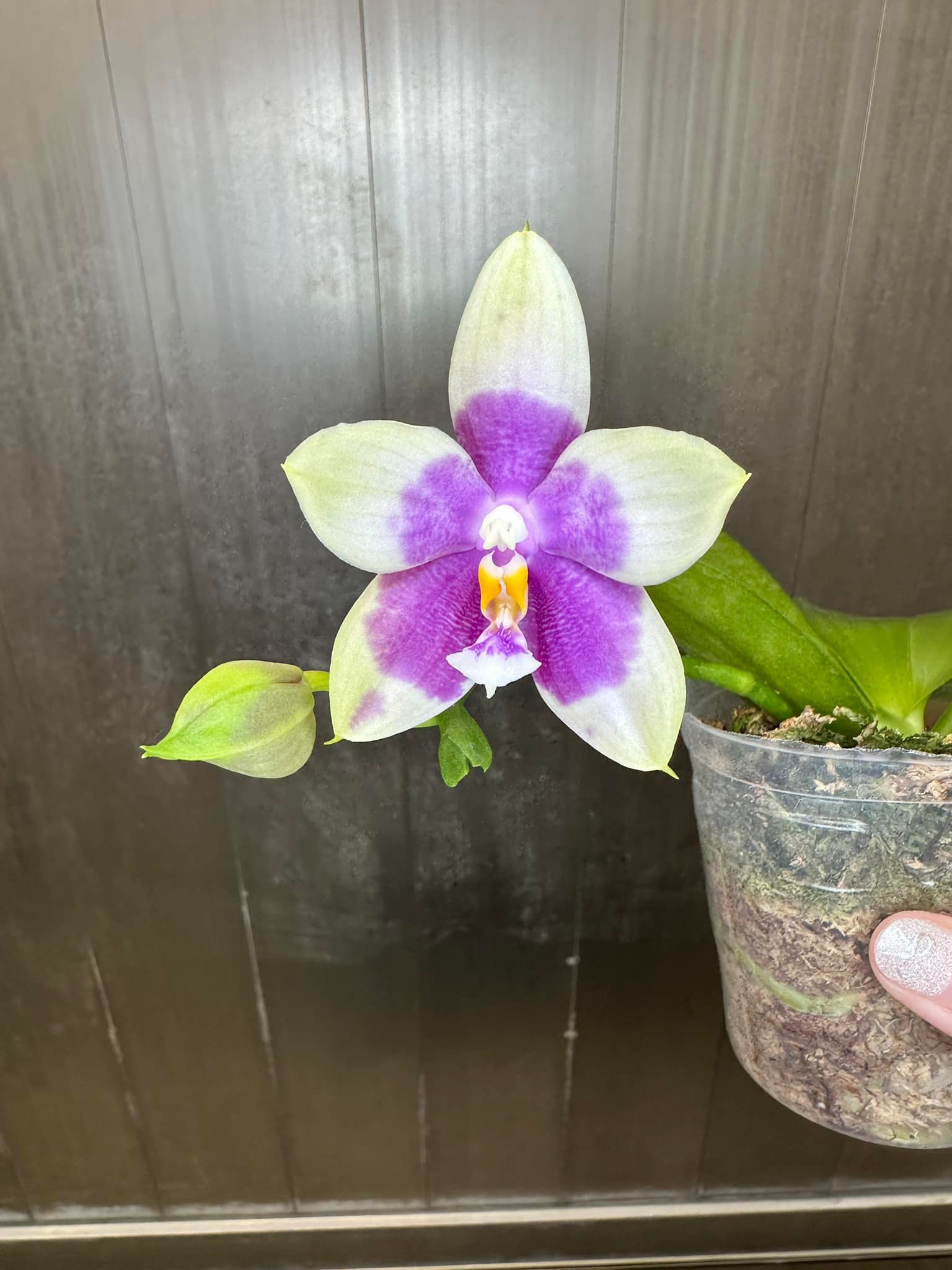 胡蝶蘭Jamboree Blossom x Liou Blue Parrot 432) Phal. Jamboree