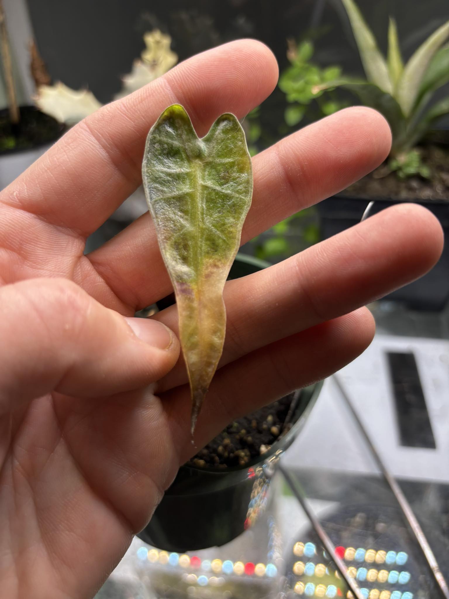 What is causing color change in bambino plant? display picture 1