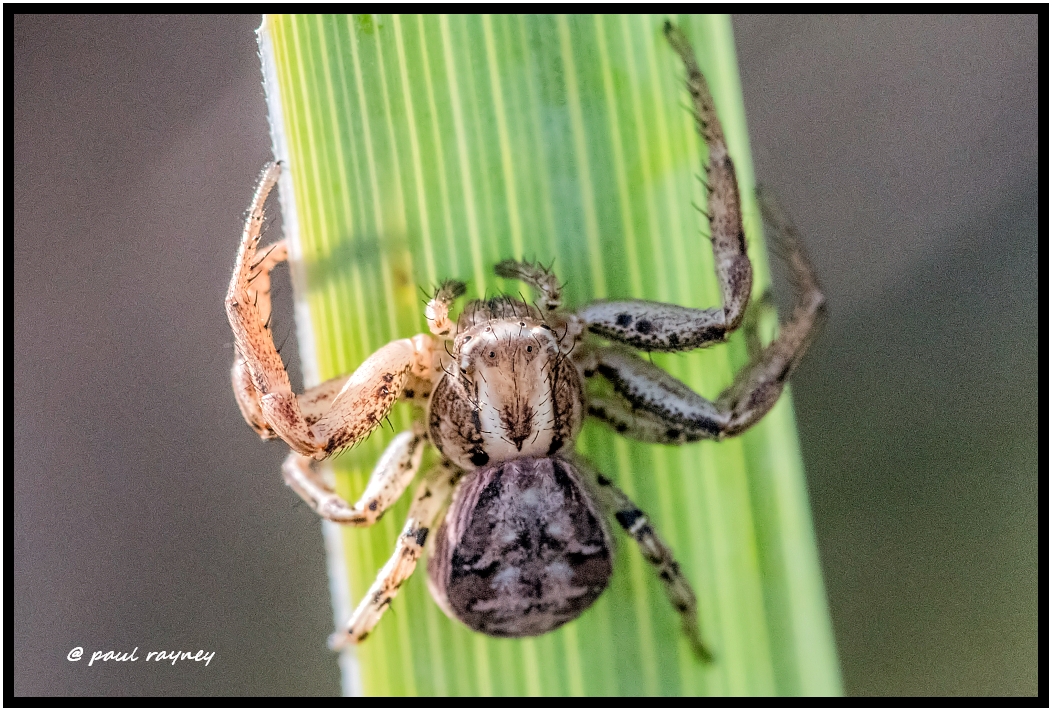 British Spider Identification Group | Nice find for mid October up ...