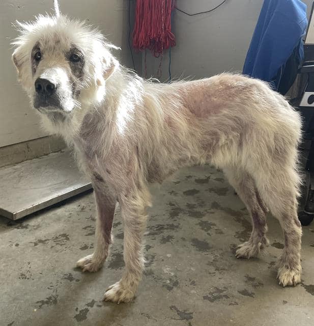 Pyrénées Rescued Great Pyrenees Ava at Ventura County shelter