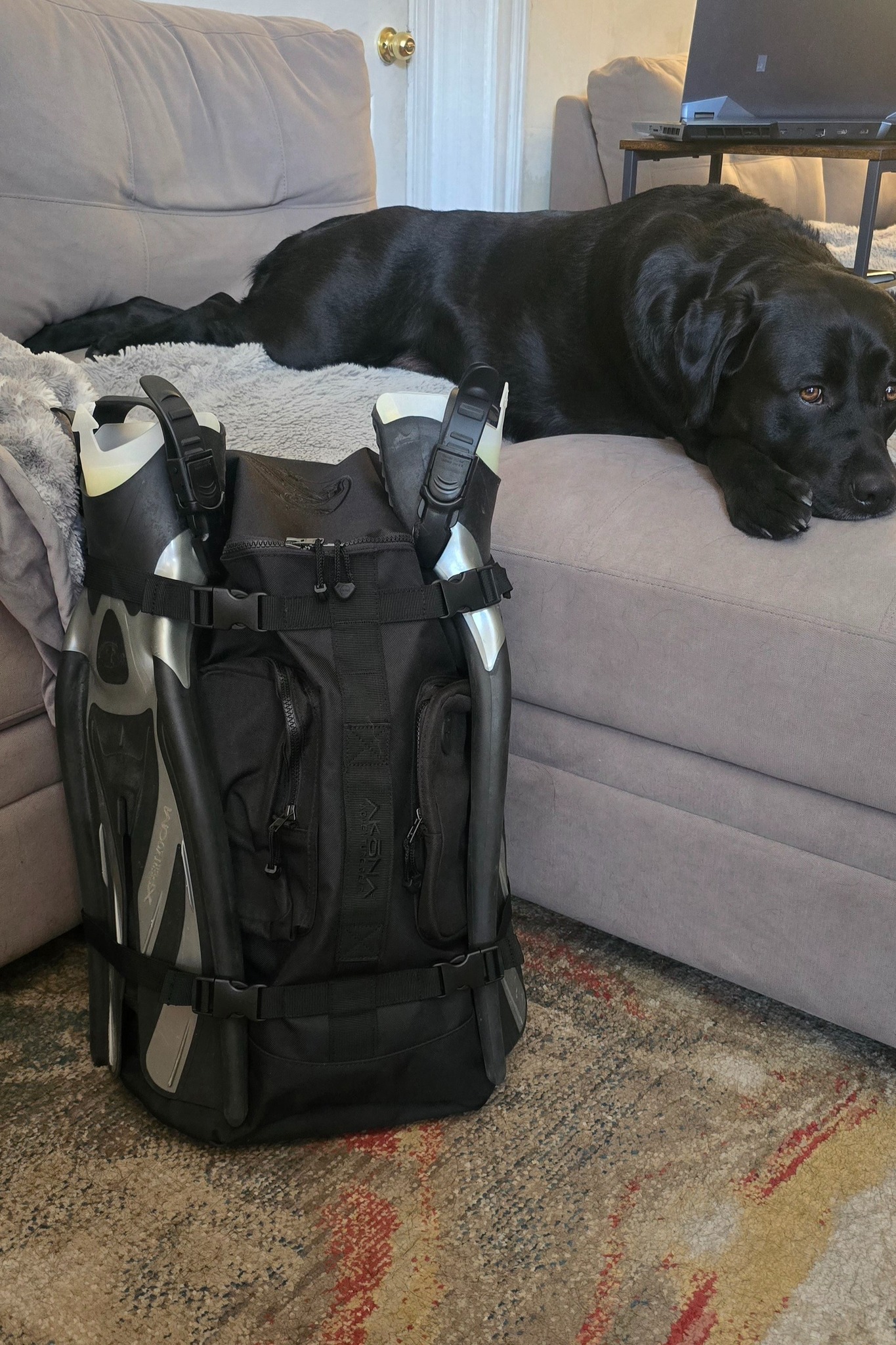 backpack to fit scuba fins for plane travel OCEANIC JETPACK COMPLETE DIVING SYSTEM BC/BCD DRY BACKPAC  Fat Guy Scuba Supply lobster hunting Successful scuba diving trip with
