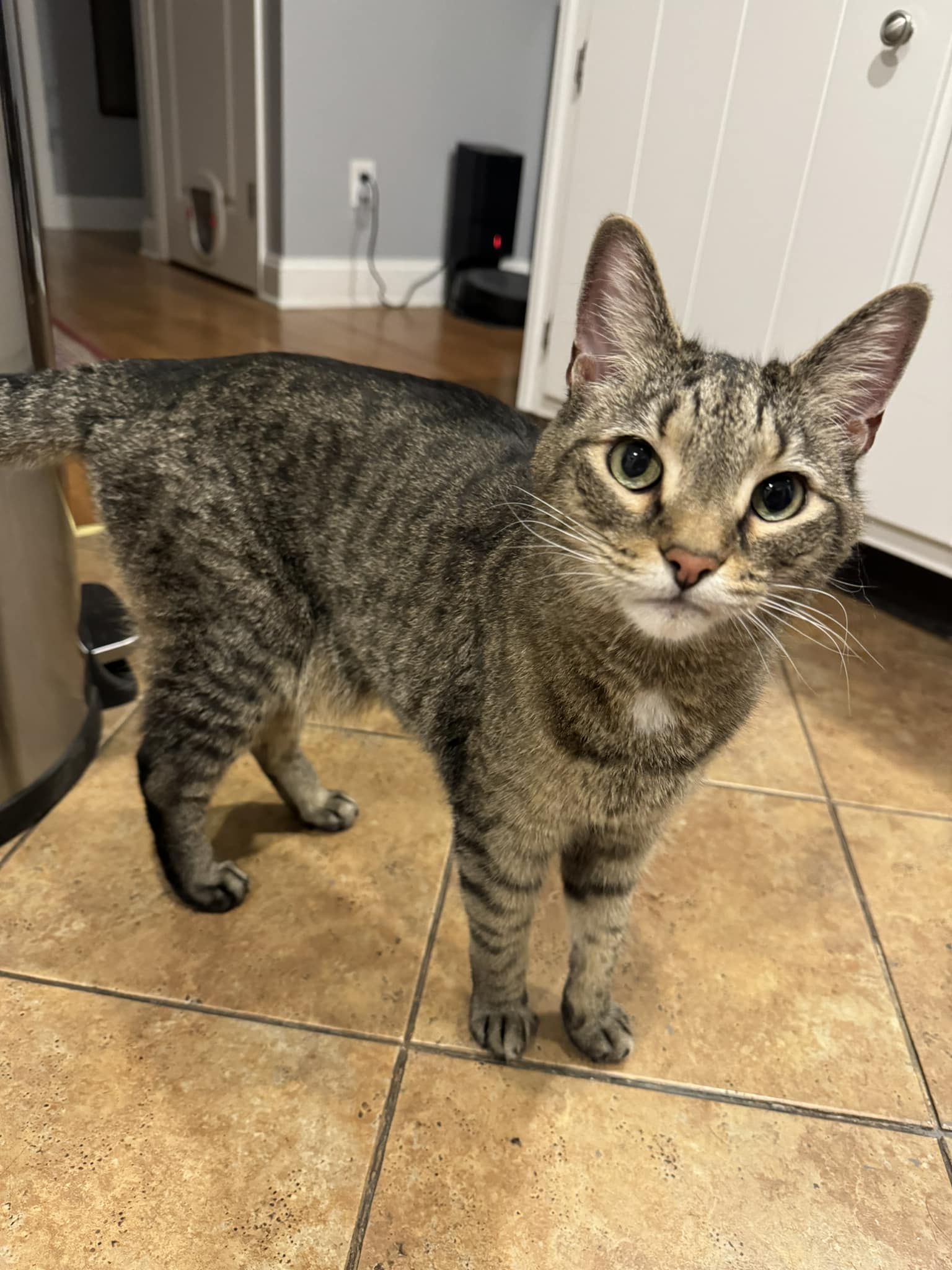 Any suggestions for hyperthyroidism treatment in cats?