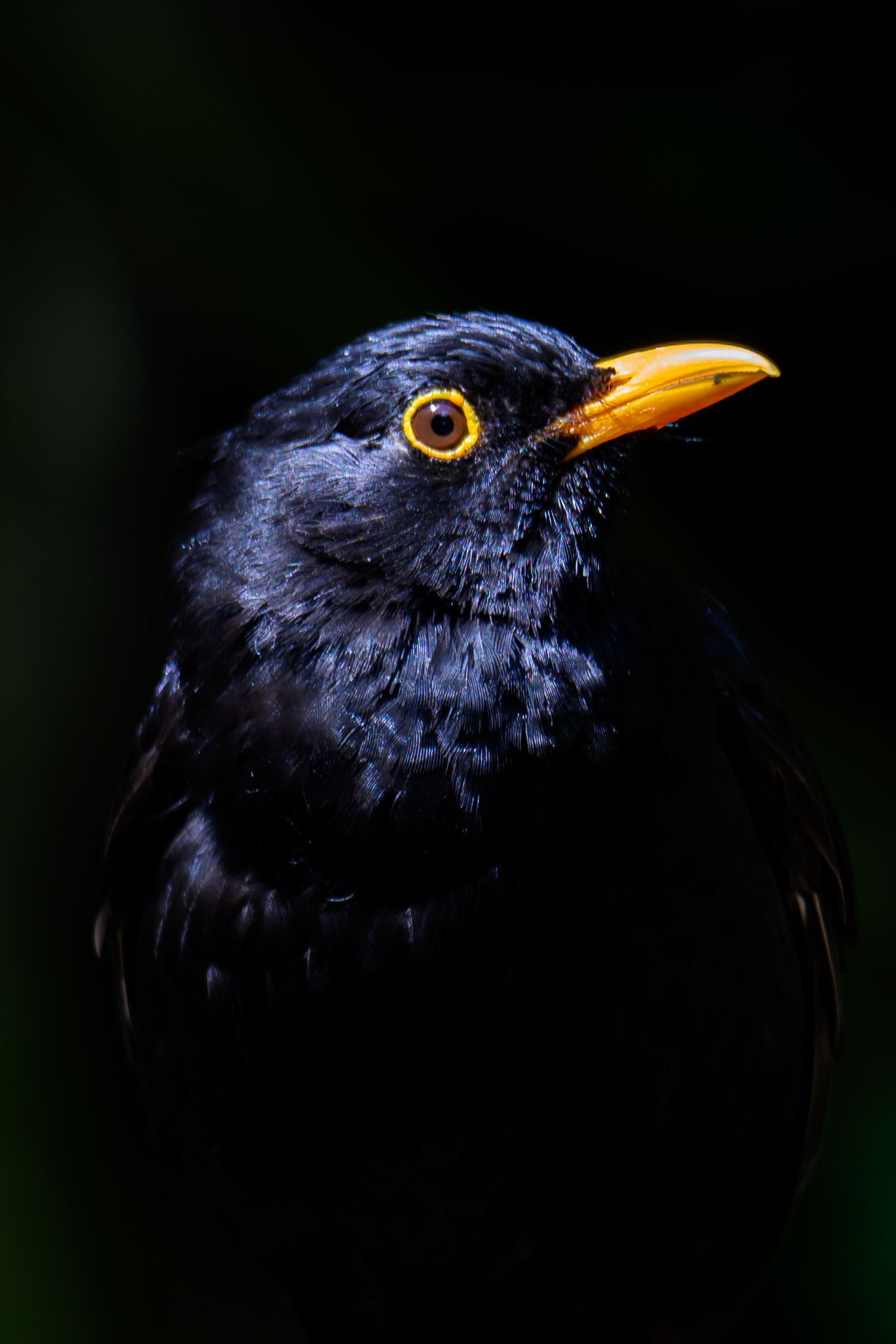 Nikon Z9 close-up of a black bird with yellow beak