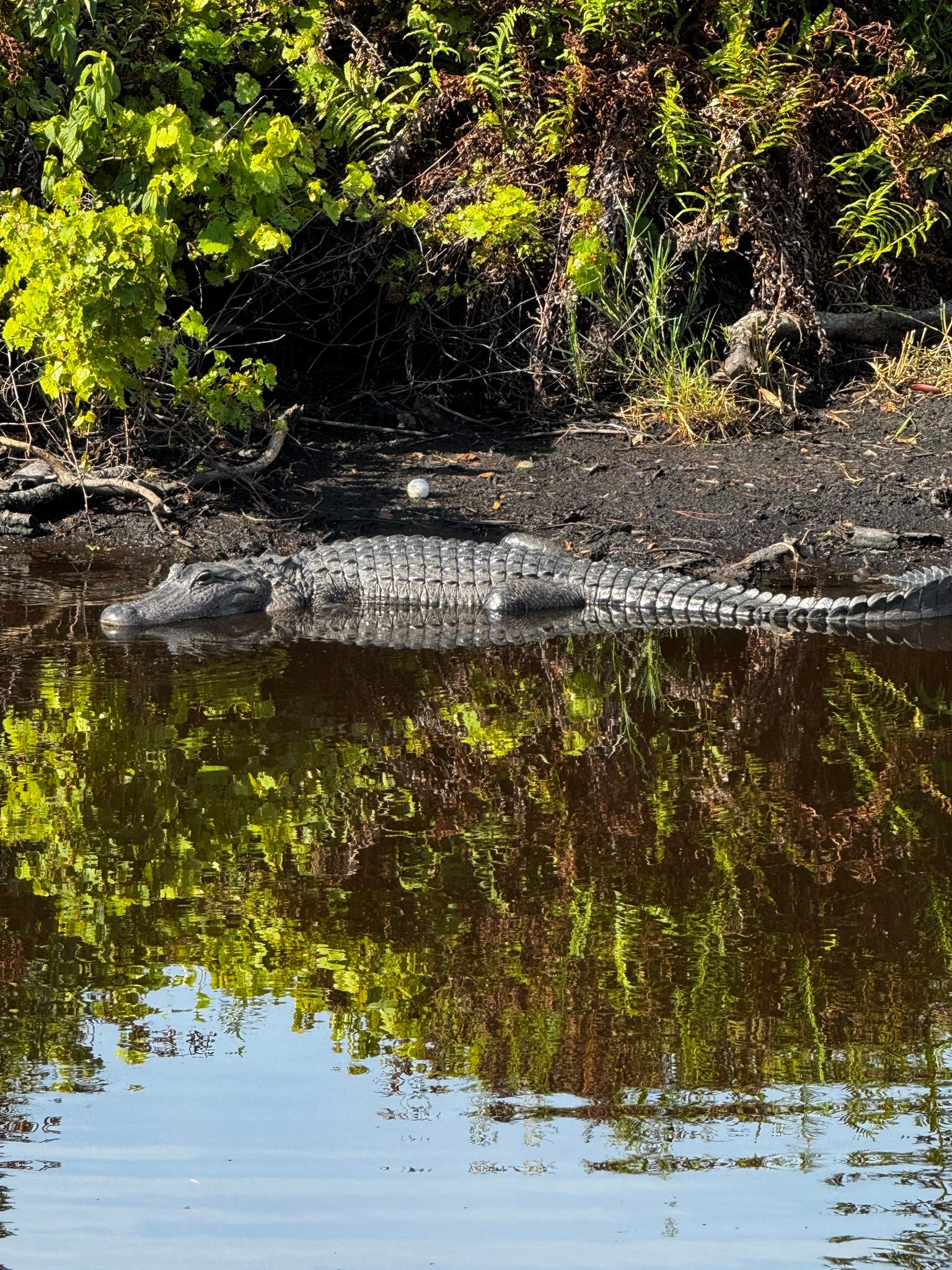 Insegna Metallo Alligators In Pond Per Campo Da Golf &ndash; Cartello Decorativo Per Texas, Florida, Louisiana