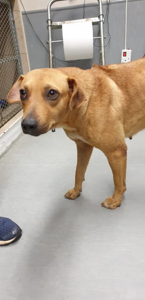 💙🐾 SUZZIE NEEDS A FOSTER/ FOREVER HOME URGENTLY This beautiful girl was ...