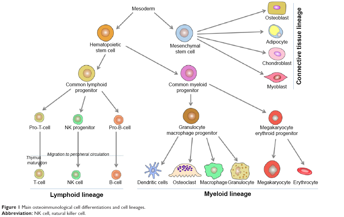 Orthobullets - Illustration shows the myeloid lineage of the osteoclast ...