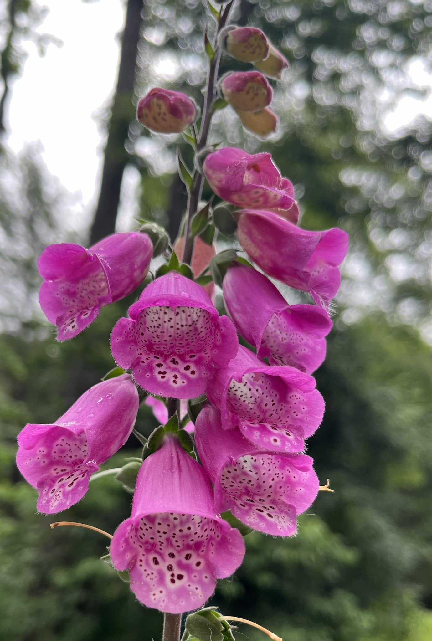 Toxic plant purchase at a garden center