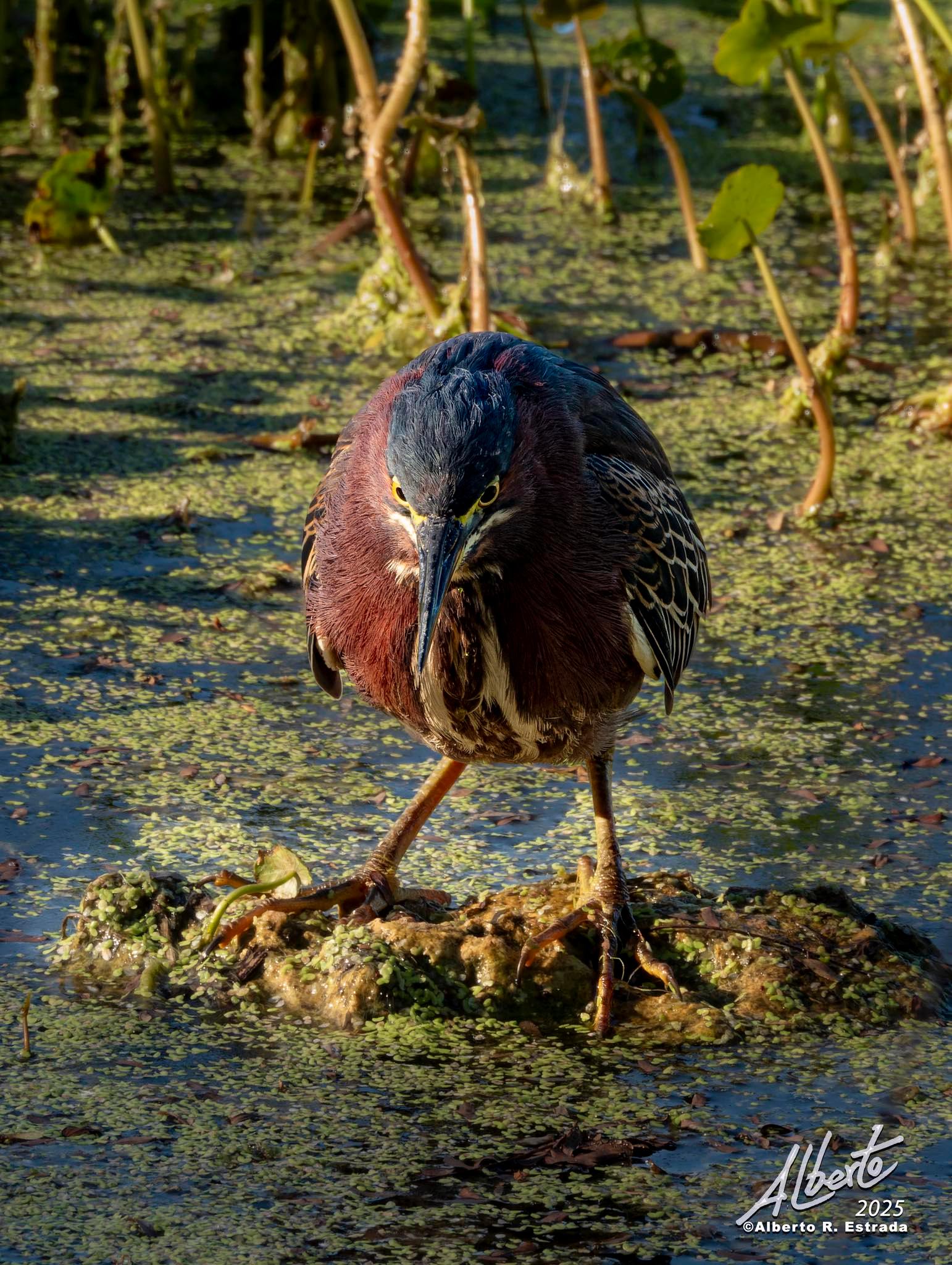 Florida Birders & Nature Photography | Graza Blanca o Garceta Grande ...