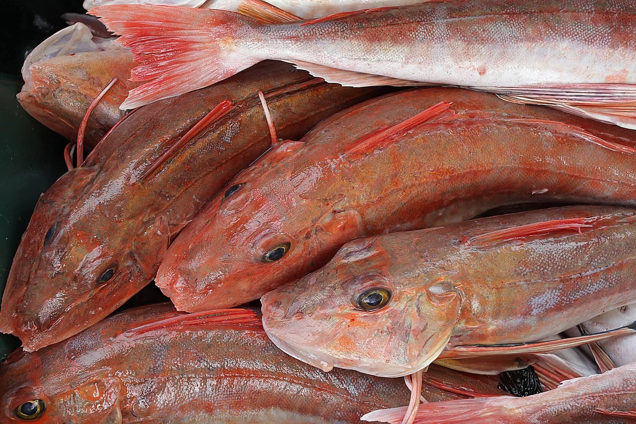 Peter Langlands - Record catches of gurnard have been made... | Facebook