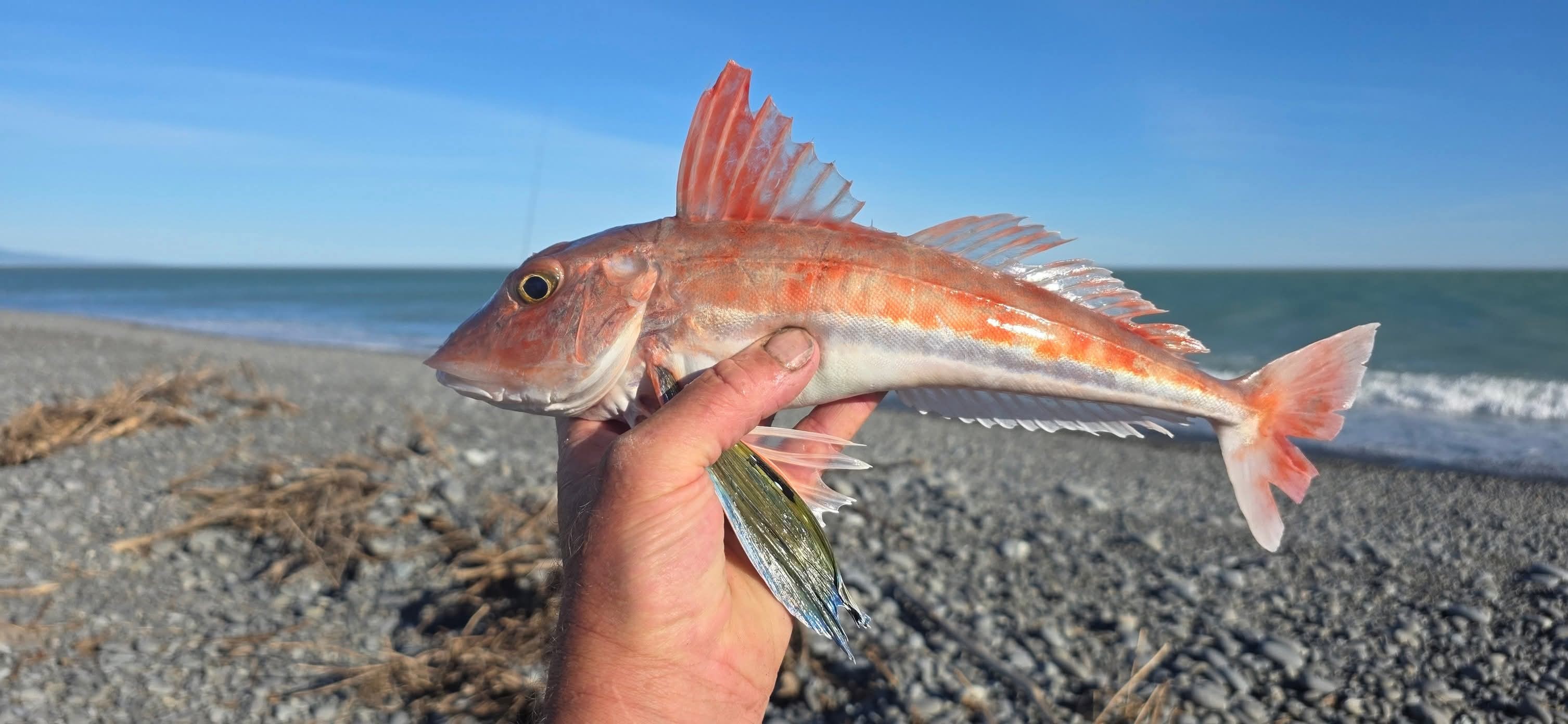 Peter Langlands - Record catches of gurnard have been made... | Facebook
