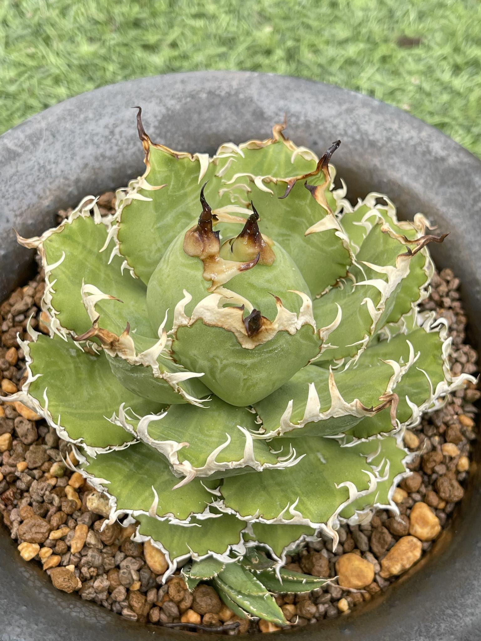 Agave Titanota Filigree Shadow Variagated
