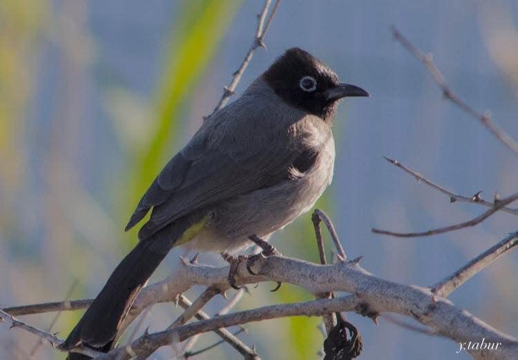 TRAKUS | ARAPBÜLBÜLÜ White-spectacied Bulbul Pycnonotus xanthopygos ...