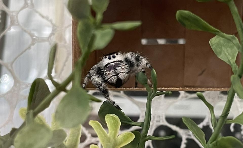 Springedderkoppen - Phidippus regius - Jumping Spider | Facebook